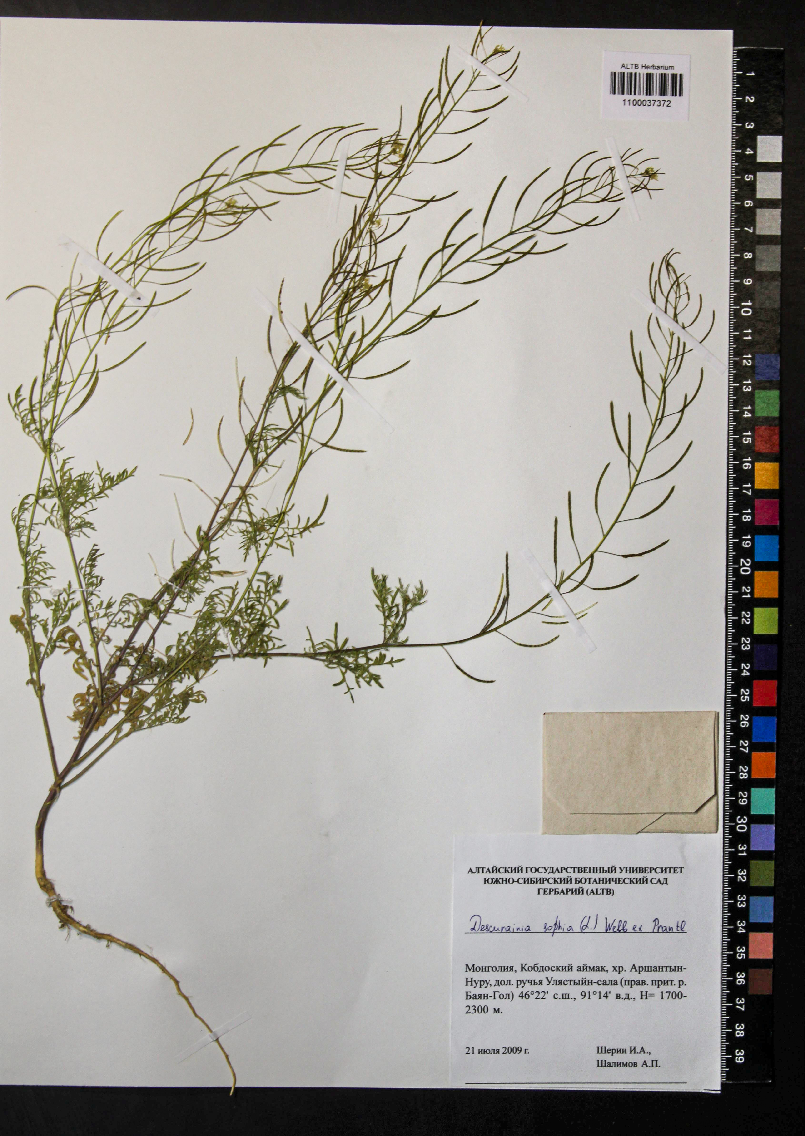 Descurainia sophia (L.) Webb ex Prantl