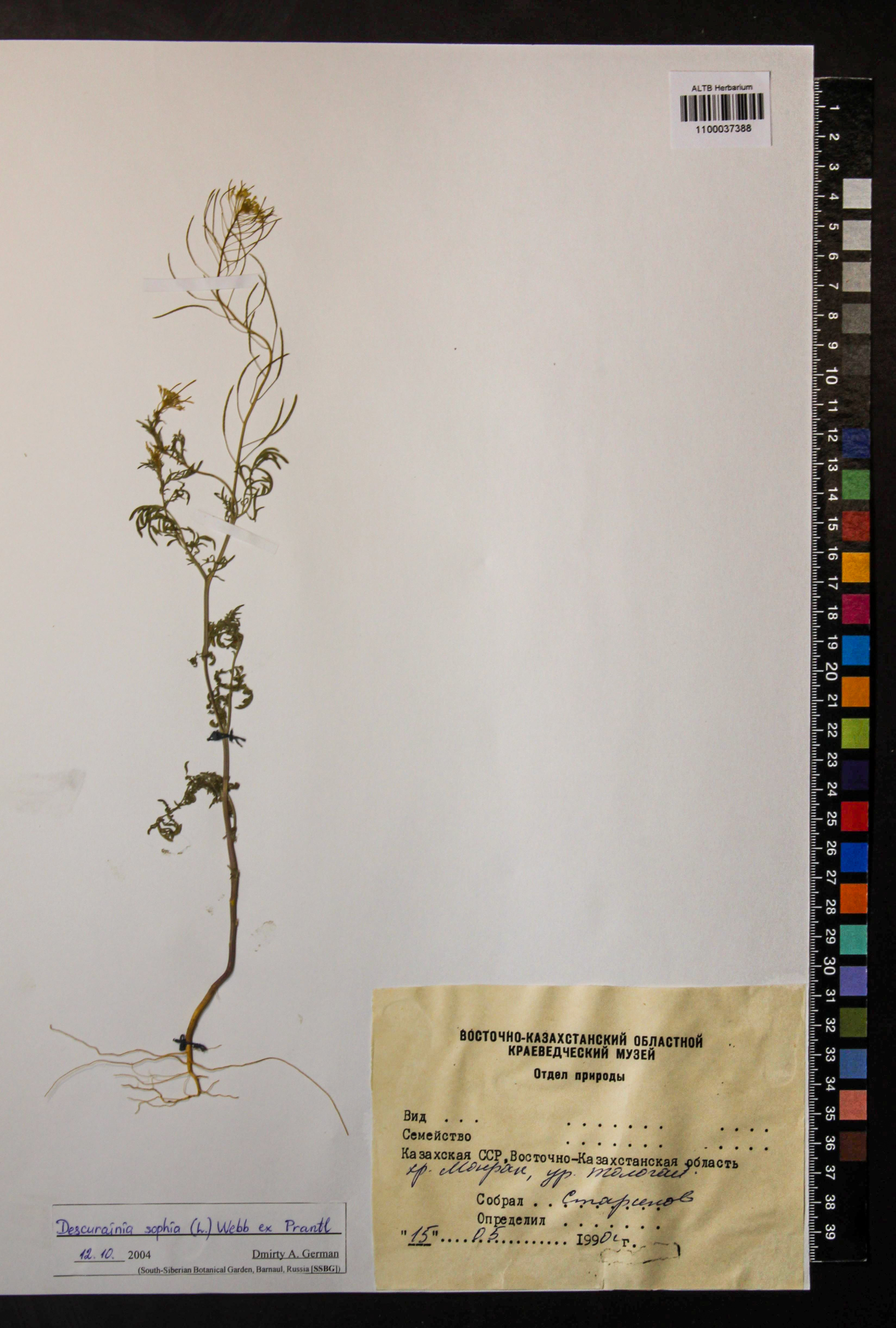 Descurainia sophia (L.) Webb ex Prantl