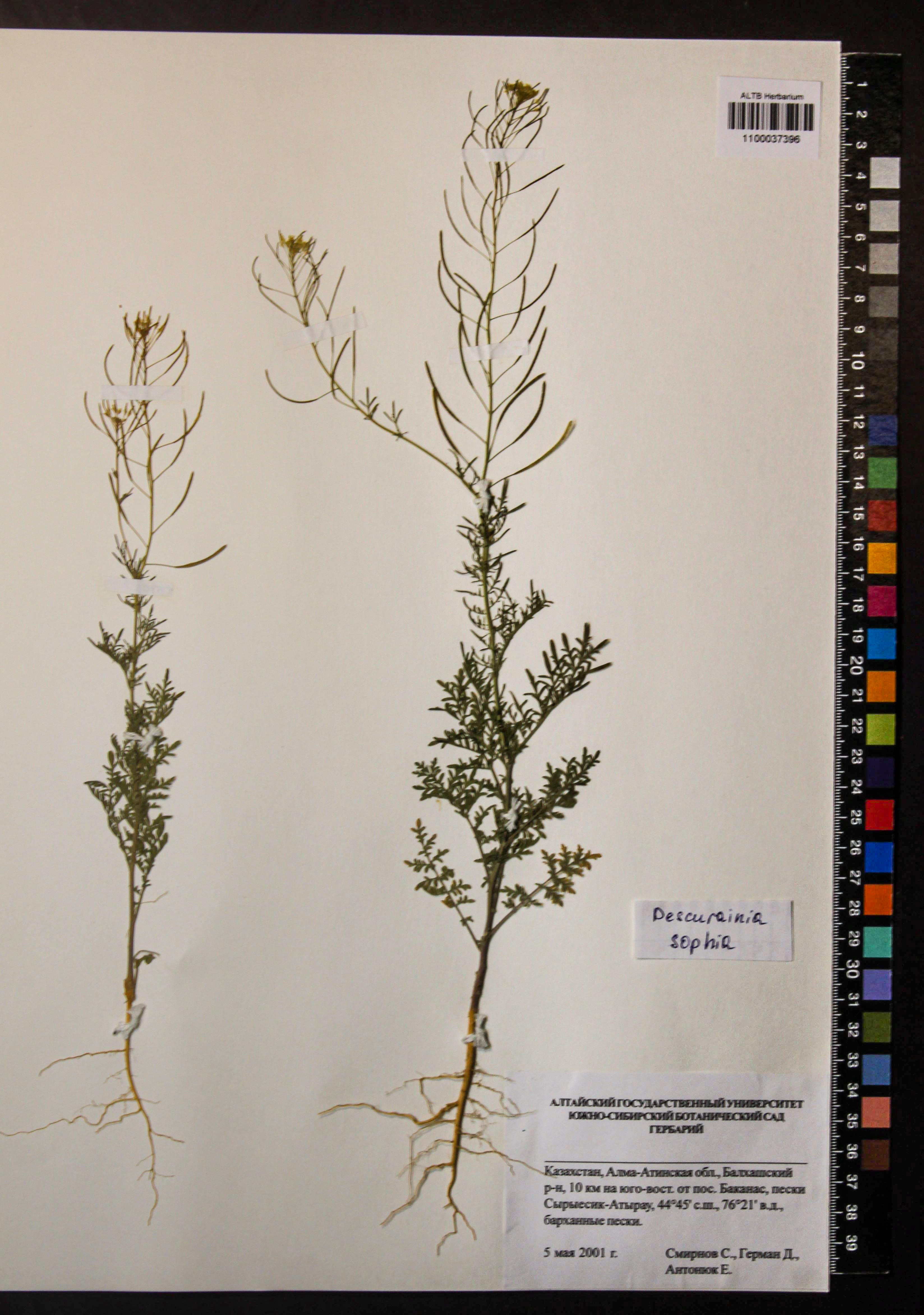 Descurainia sophia (L.) Webb ex Prantl