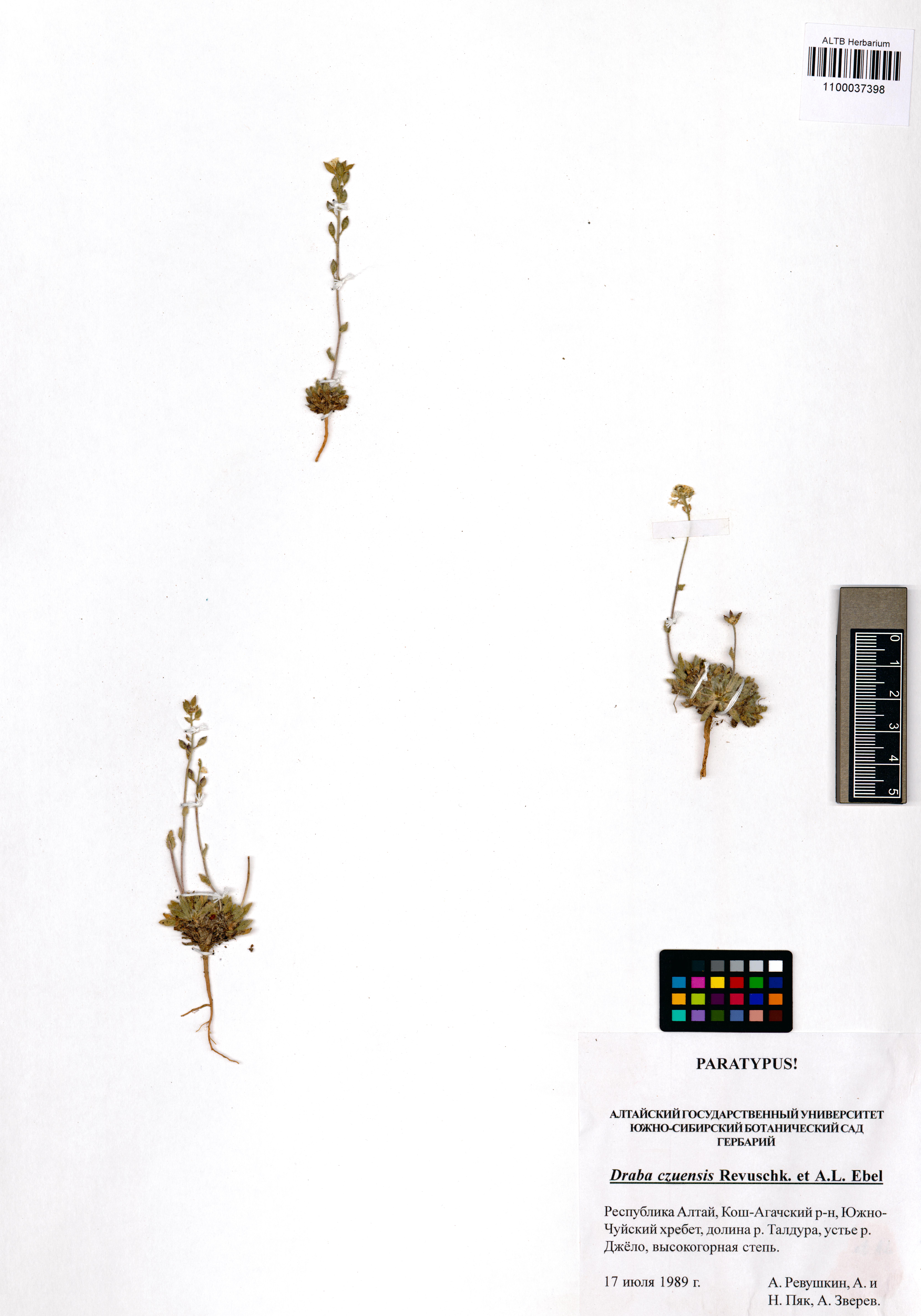 Brassicaceae,Draba czuensis Revuschkin, A.L.Ebel