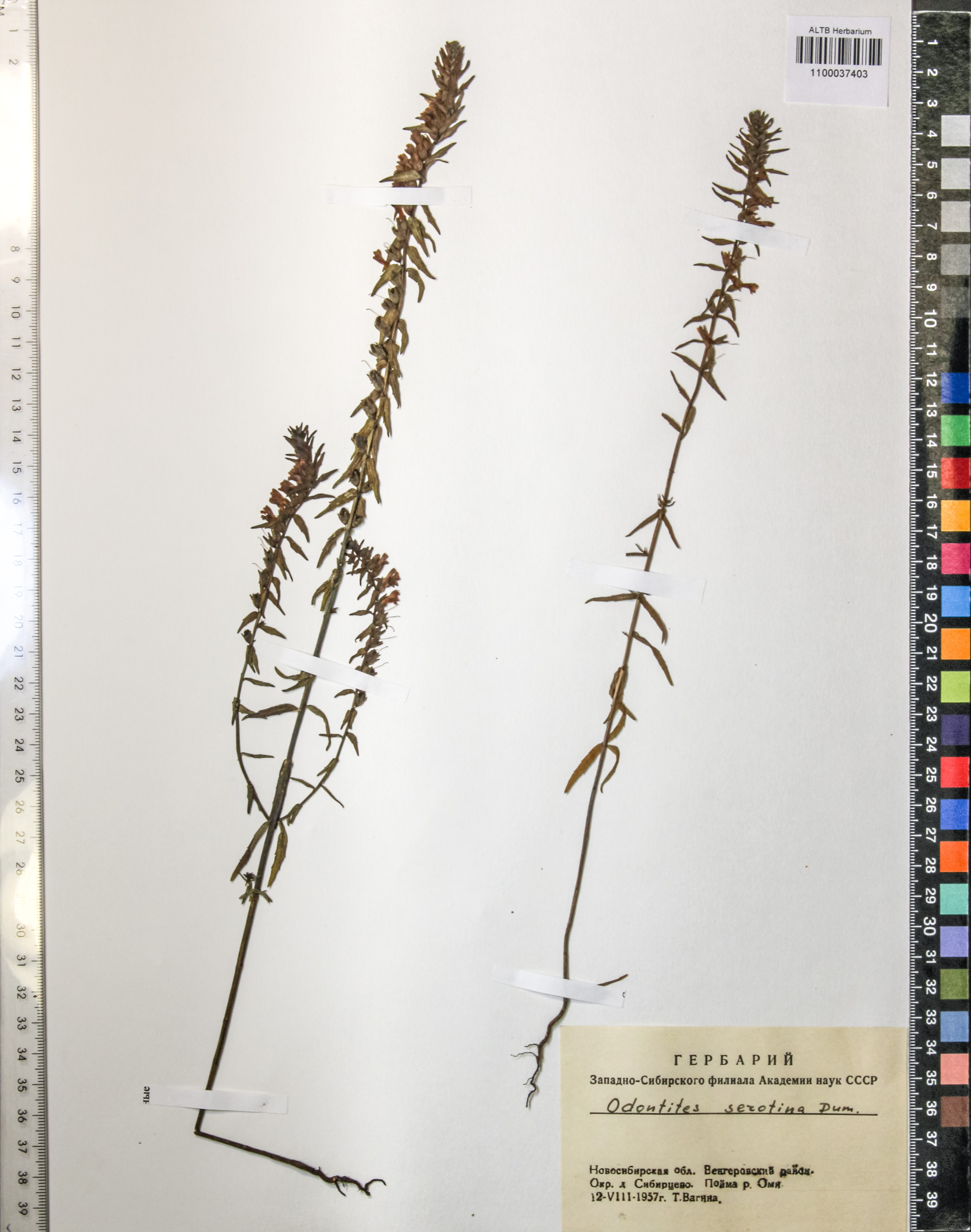 Odontites serotina (Lam.) Dum.