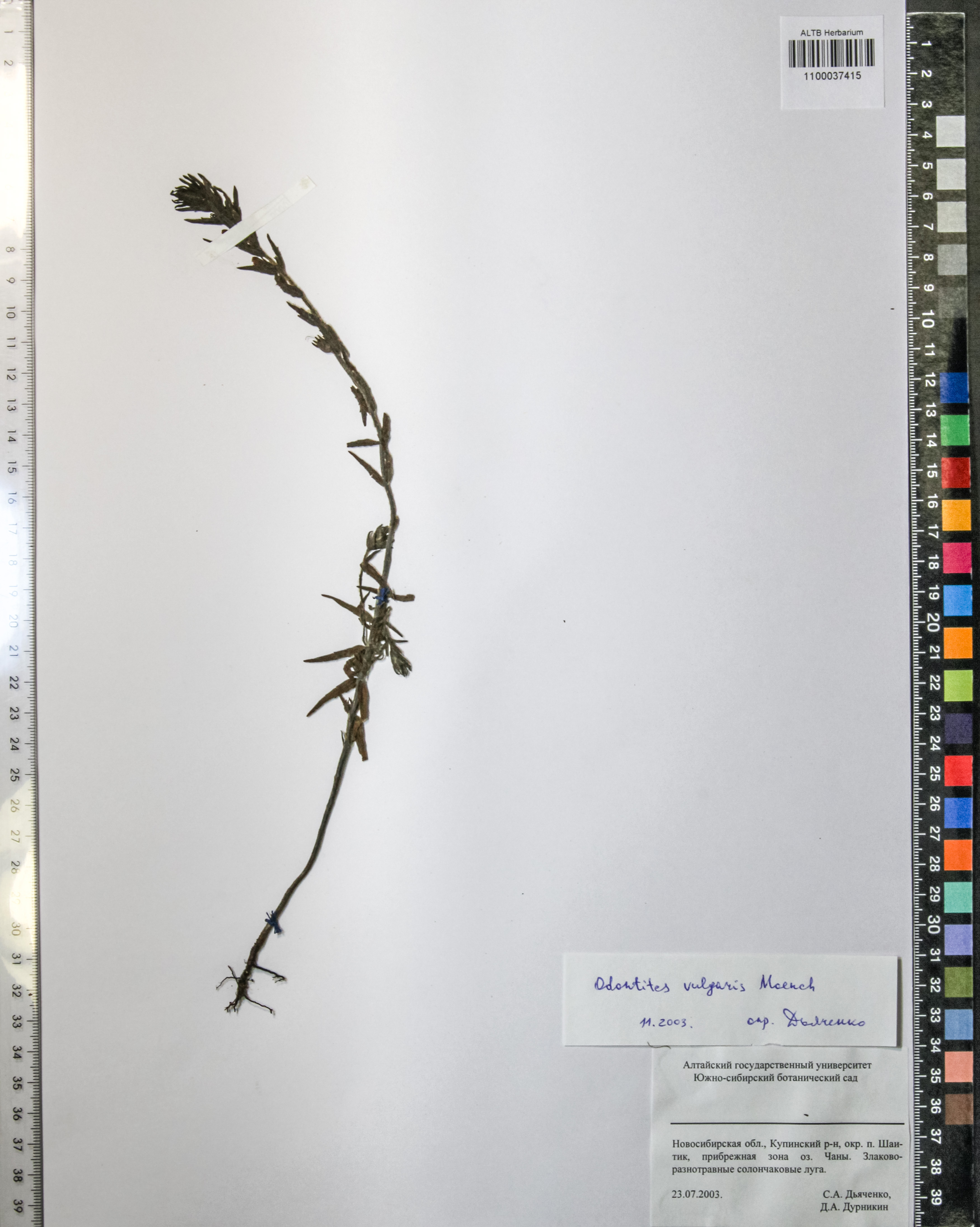 Odontites vulgaris Moench