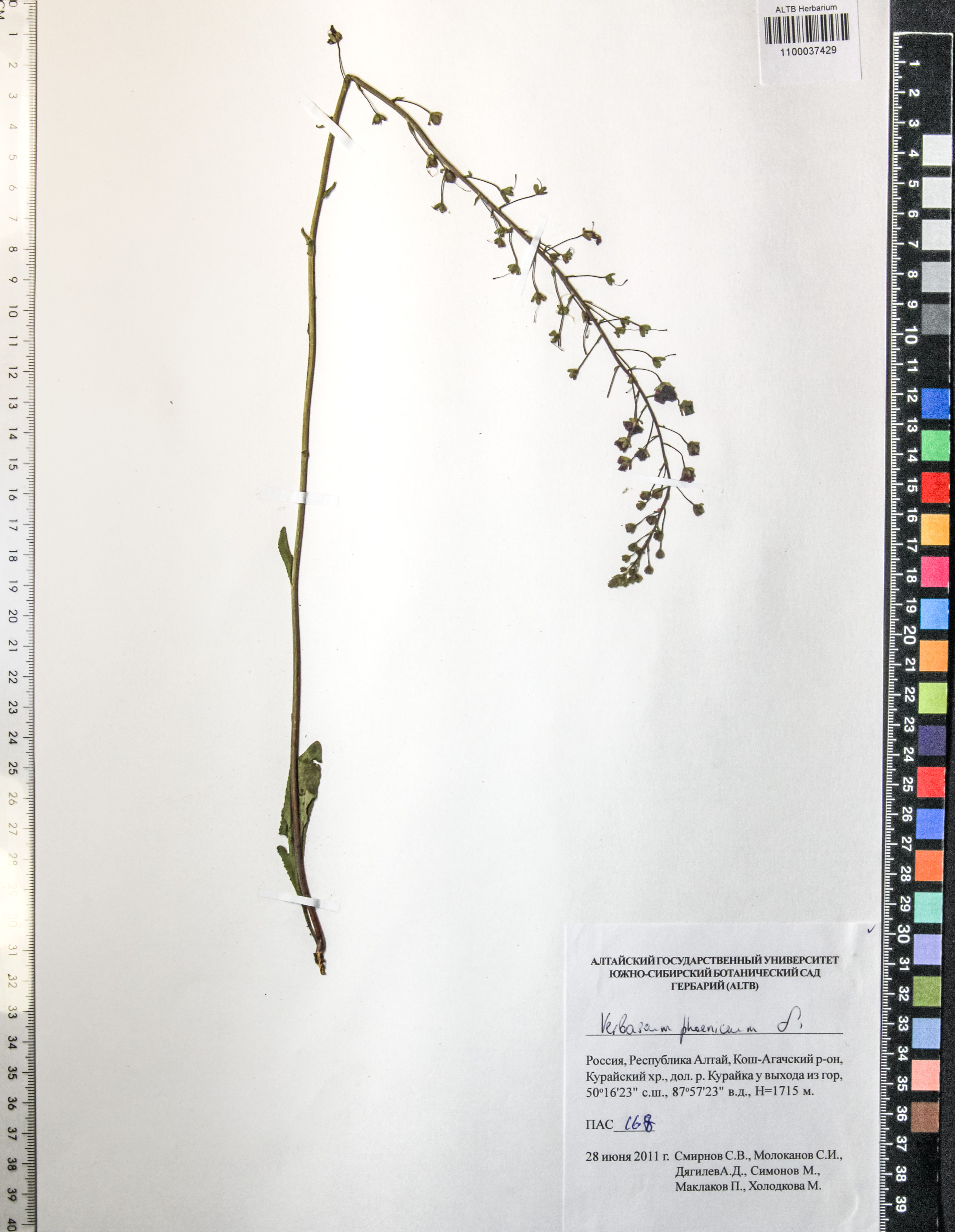 Verbascum phoeniceum L.