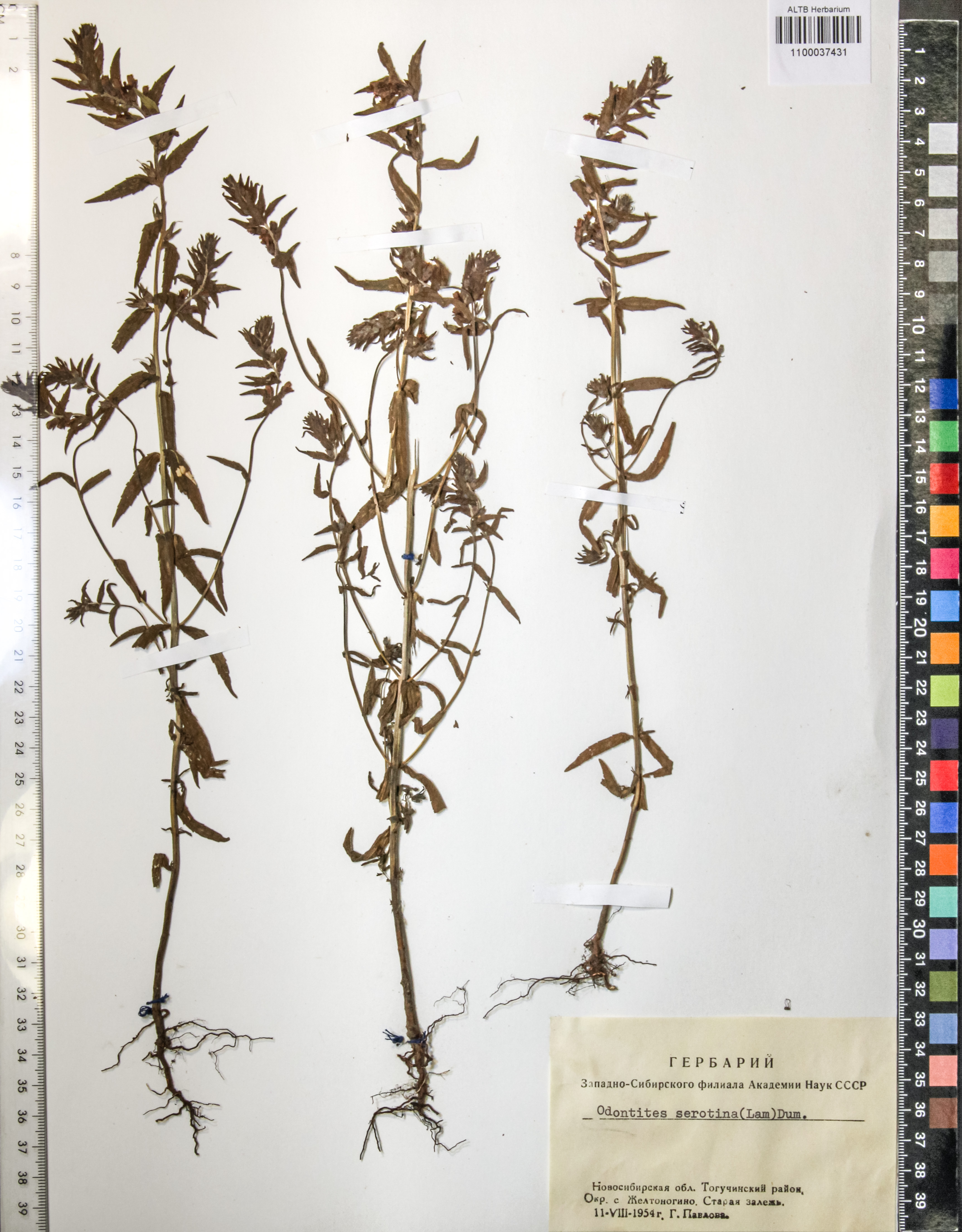Odontites serotina (Lam.) Dum.