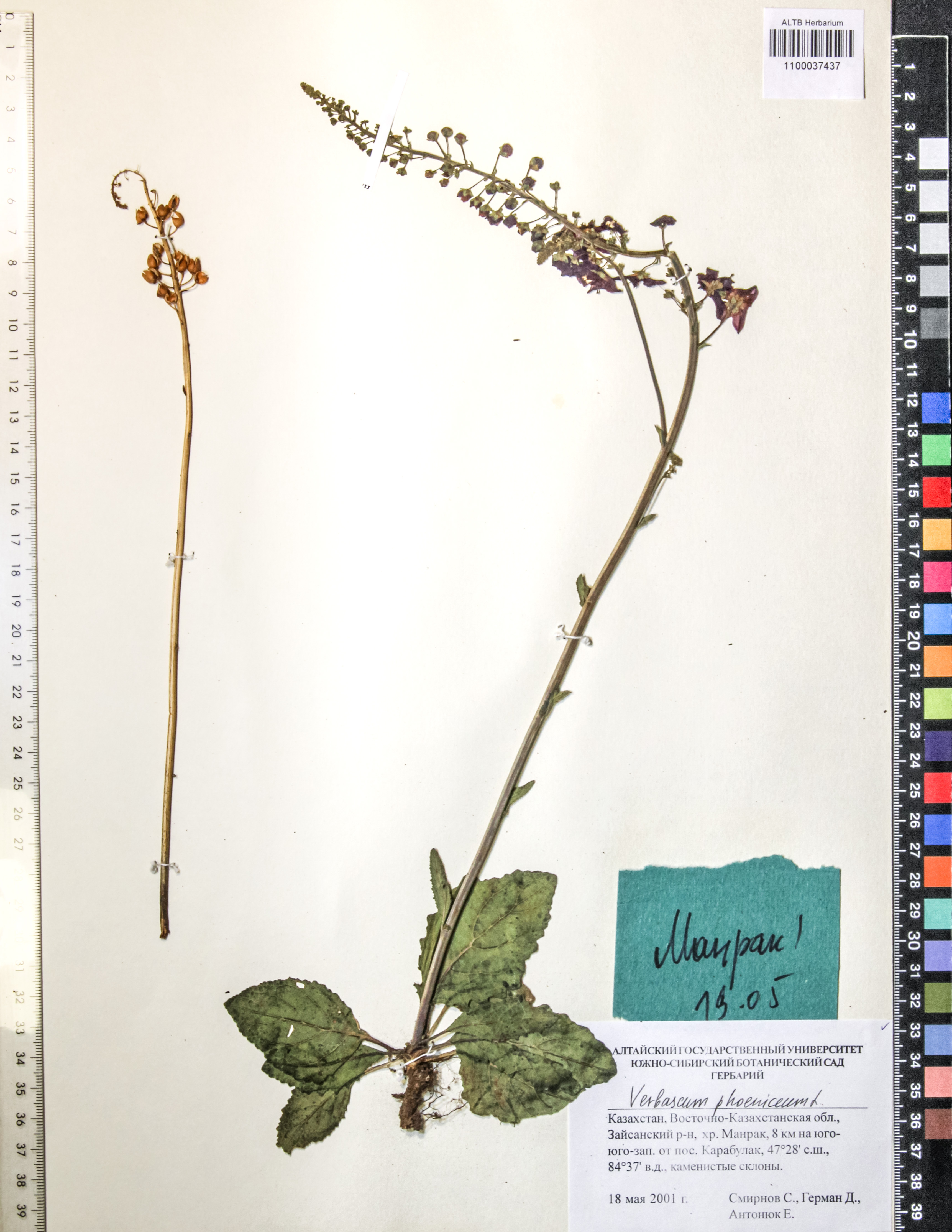 Verbascum phoeniceum L.