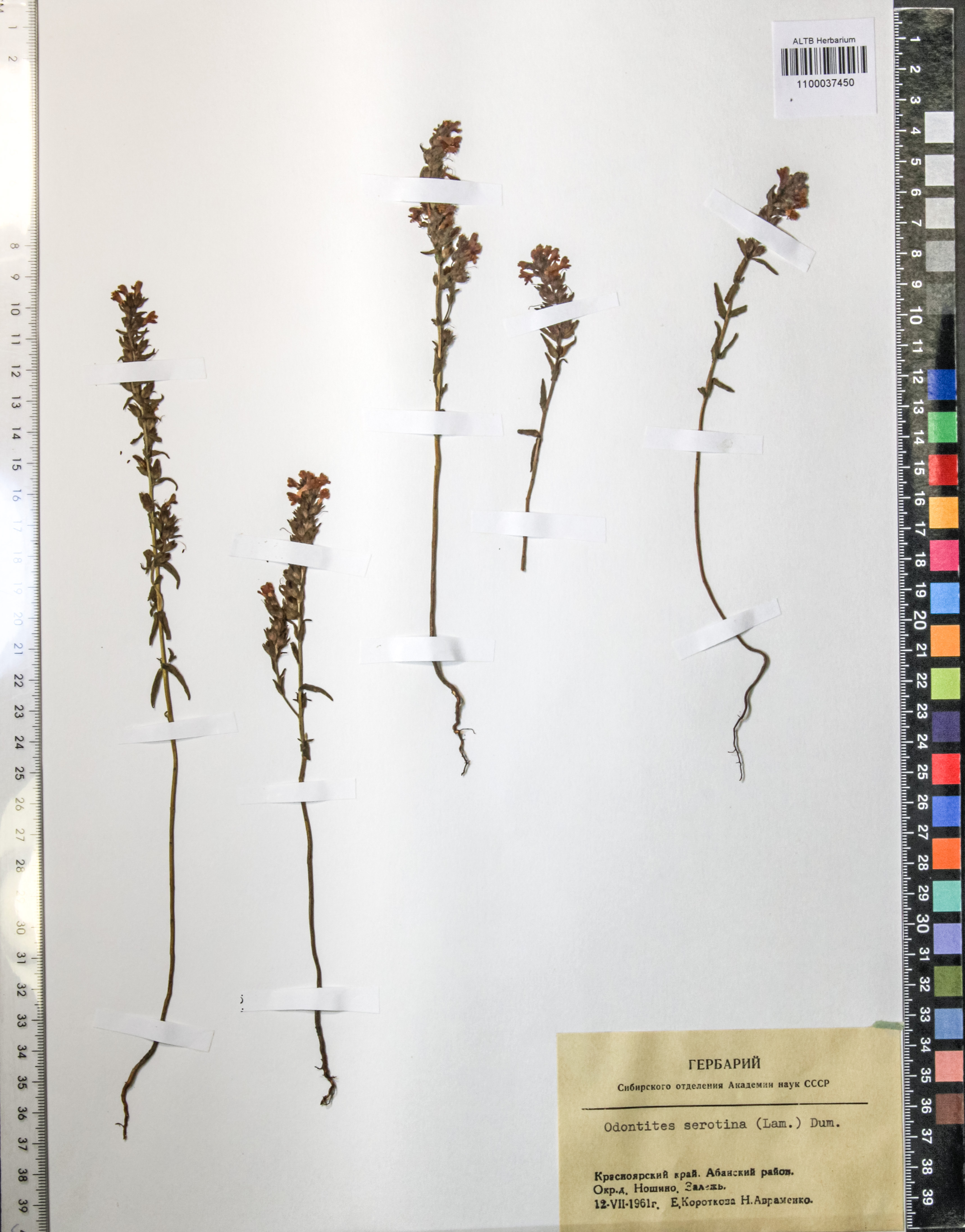 Odontites serotina (Lam.) Dum.