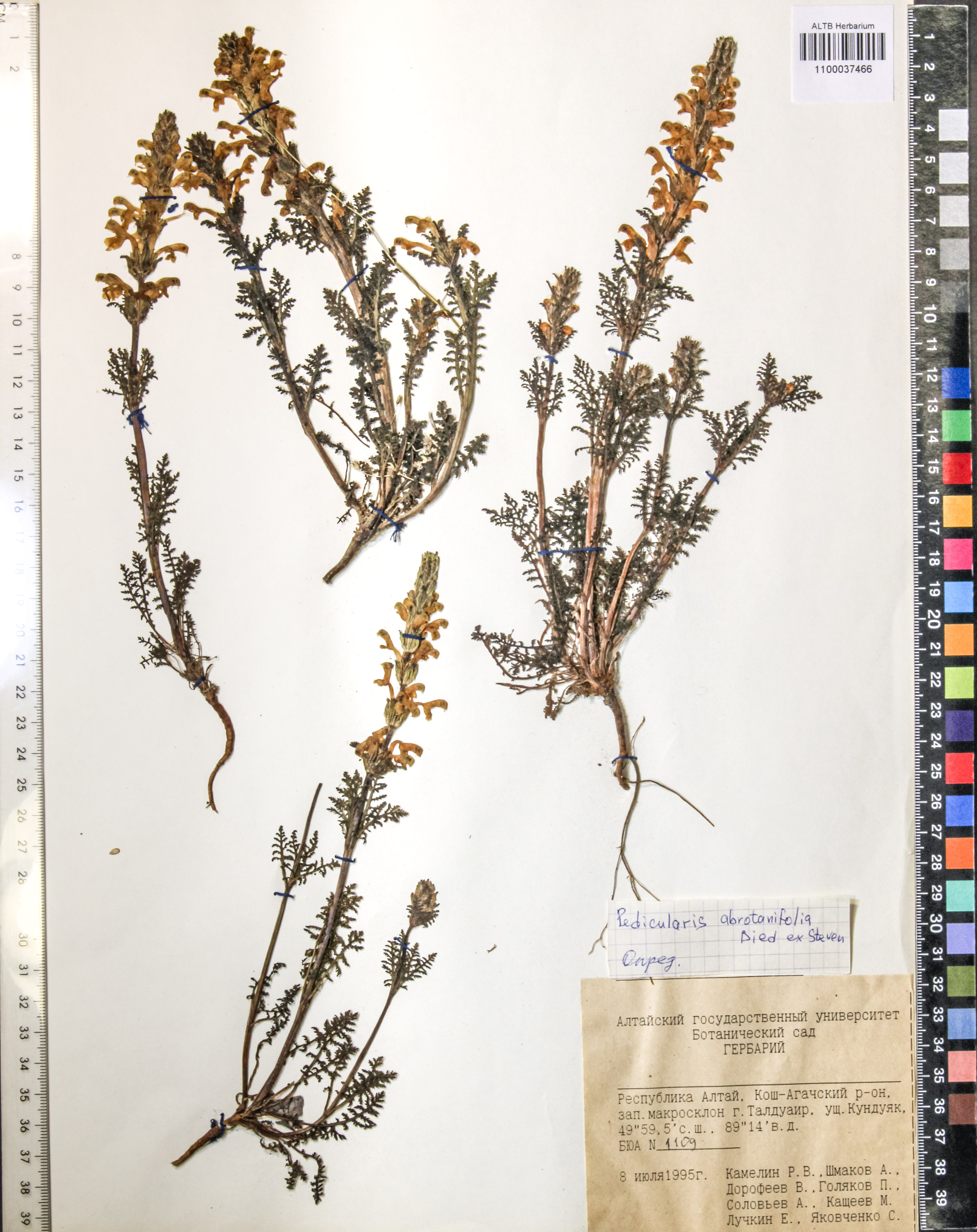 Pedicularis abrotanifolia M. Bieb. ex Steven