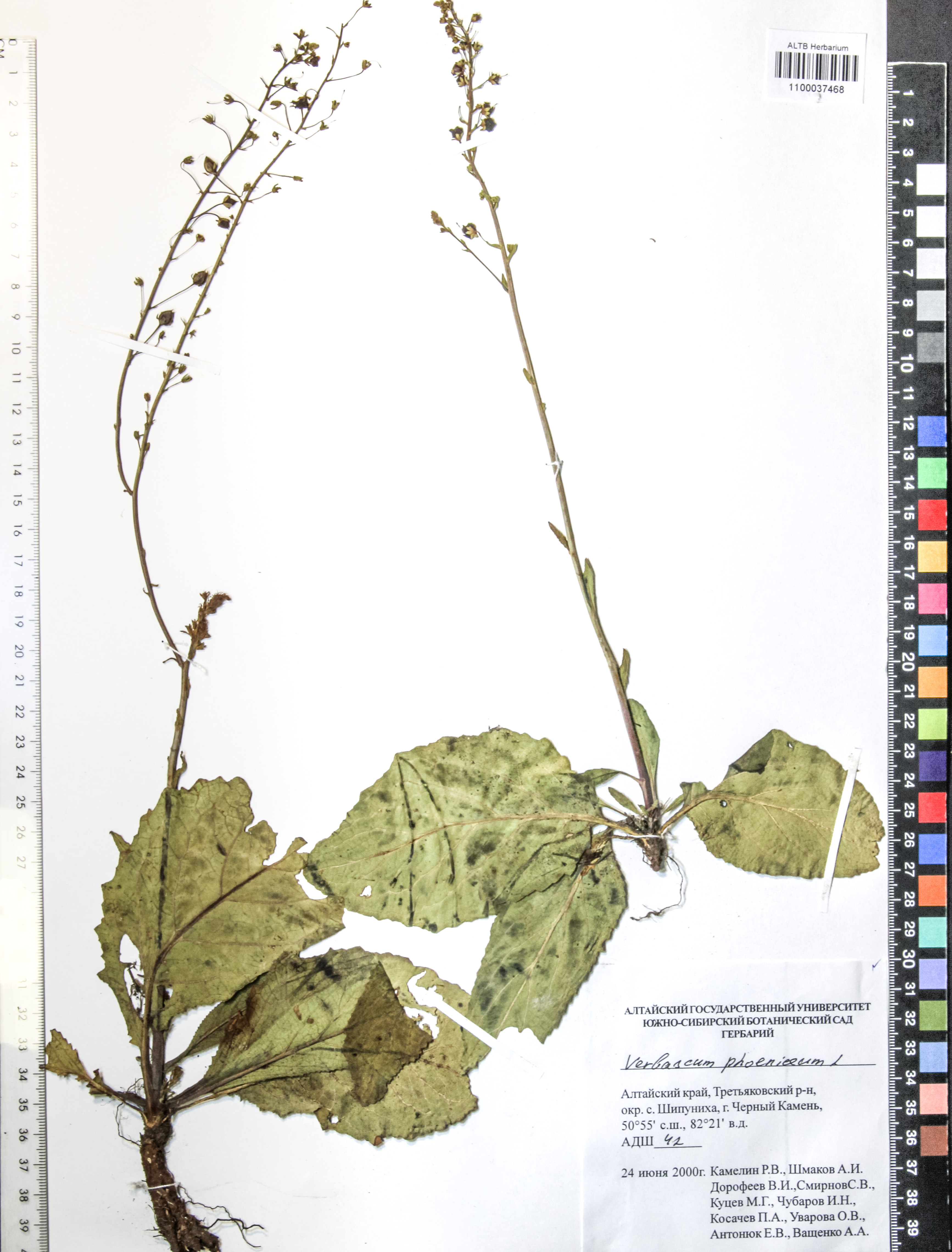 Verbascum phoeniceum L.