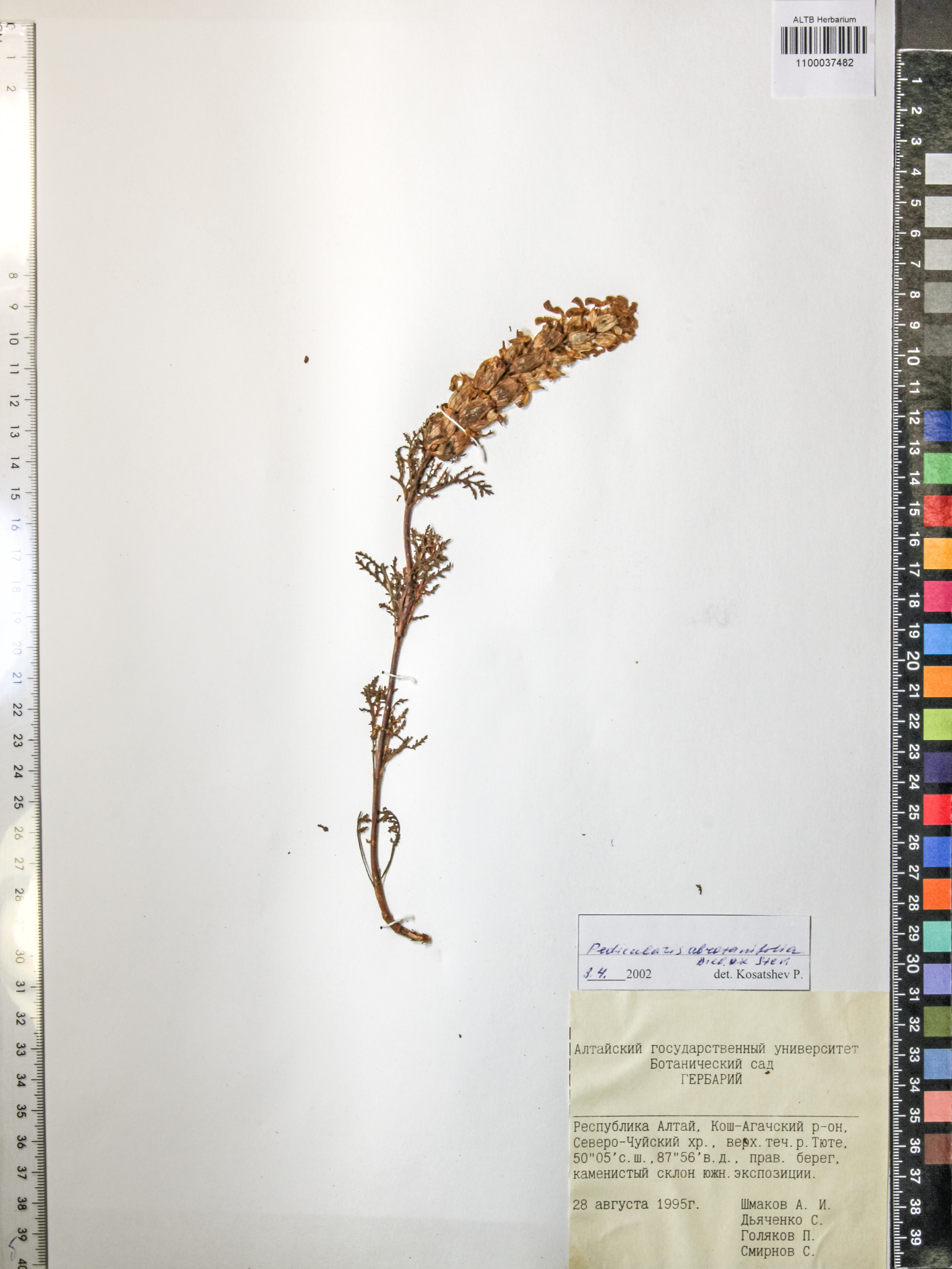 Pedicularis abrotanifolia M. Bieb. ex Steven