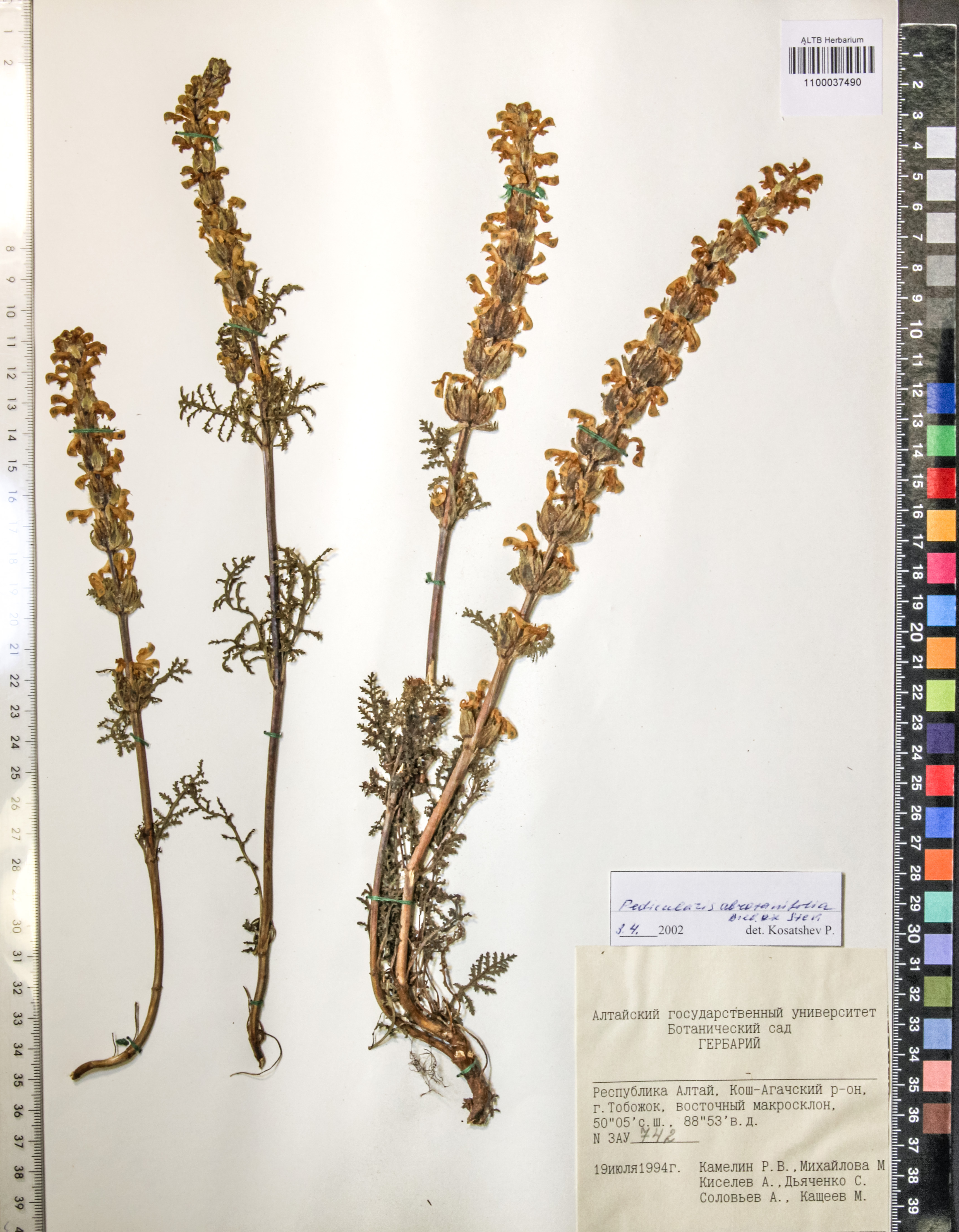 Pedicularis abrotanifolia M. Bieb. ex Steven