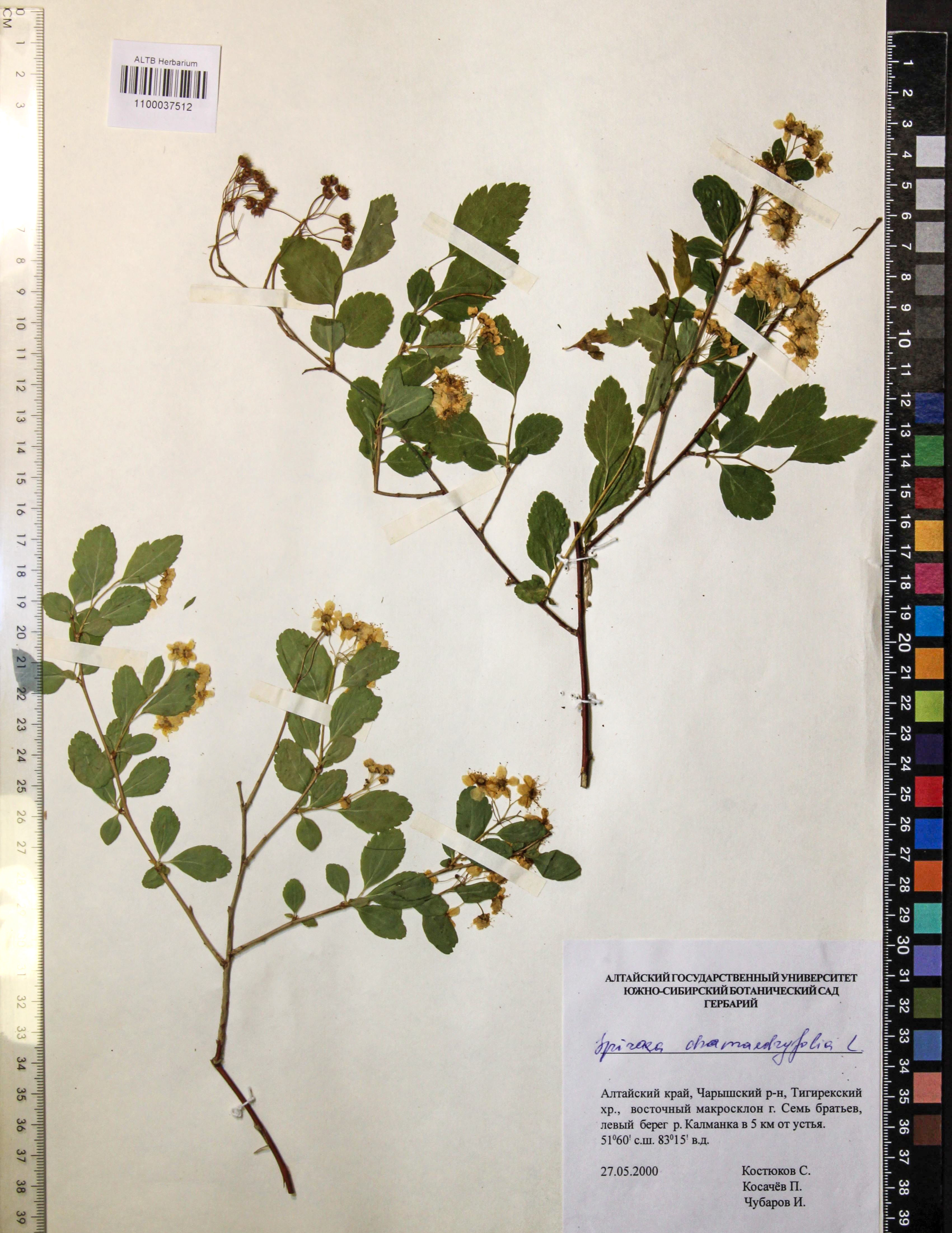 Spiraea chamaedryfolia L.