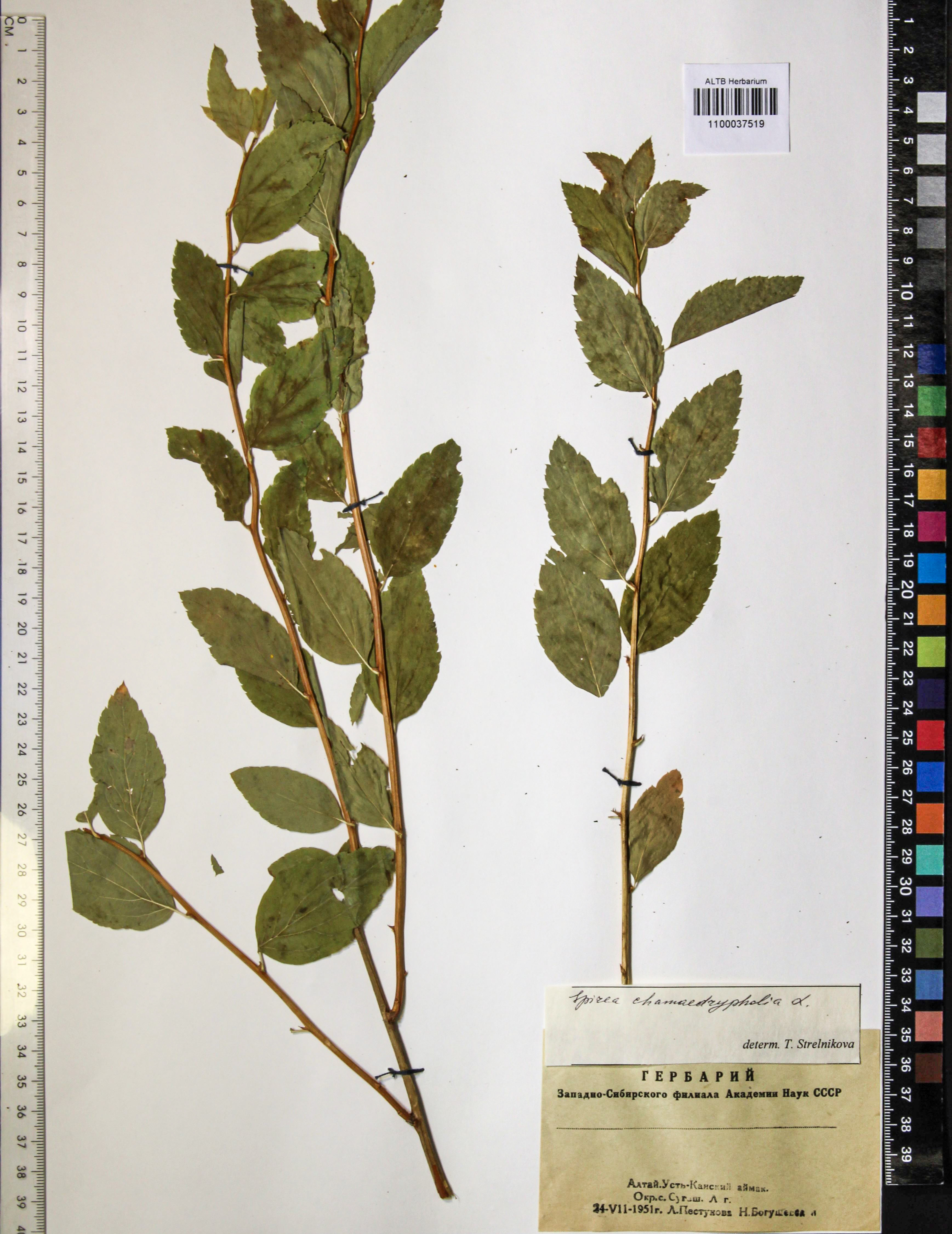 Spiraea chamaedryfolia L.