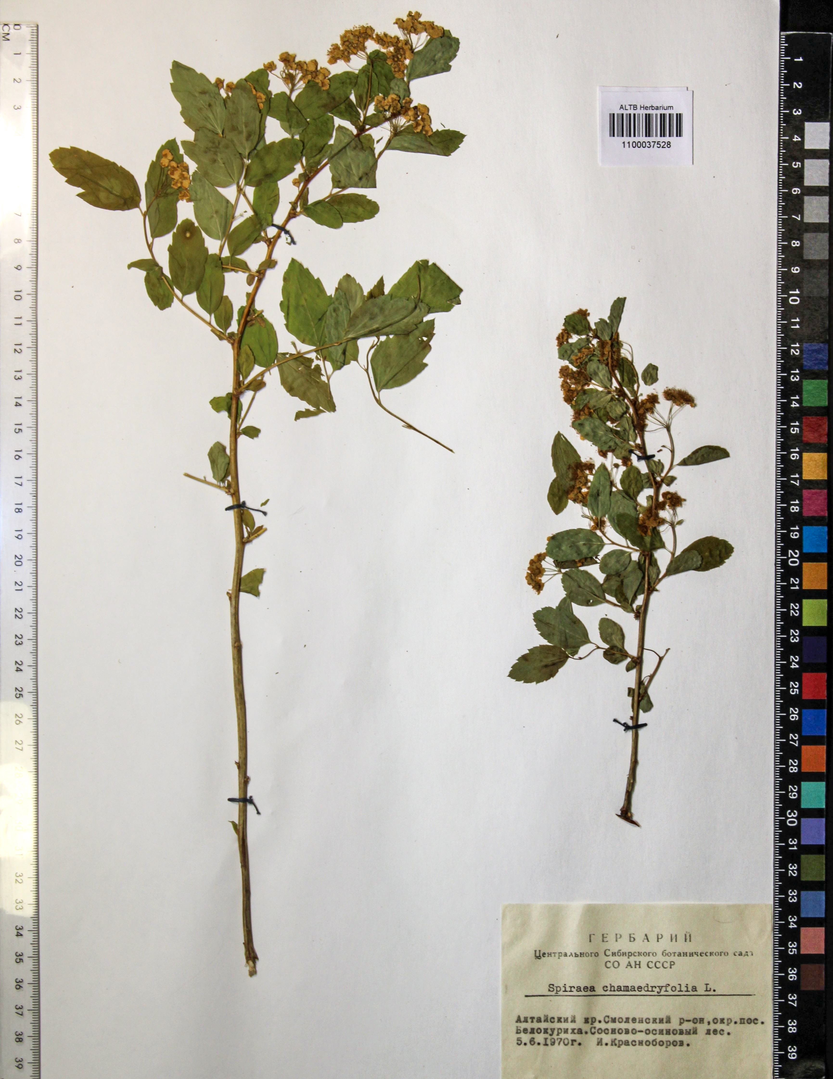 Spiraea chamaedryfolia L.
