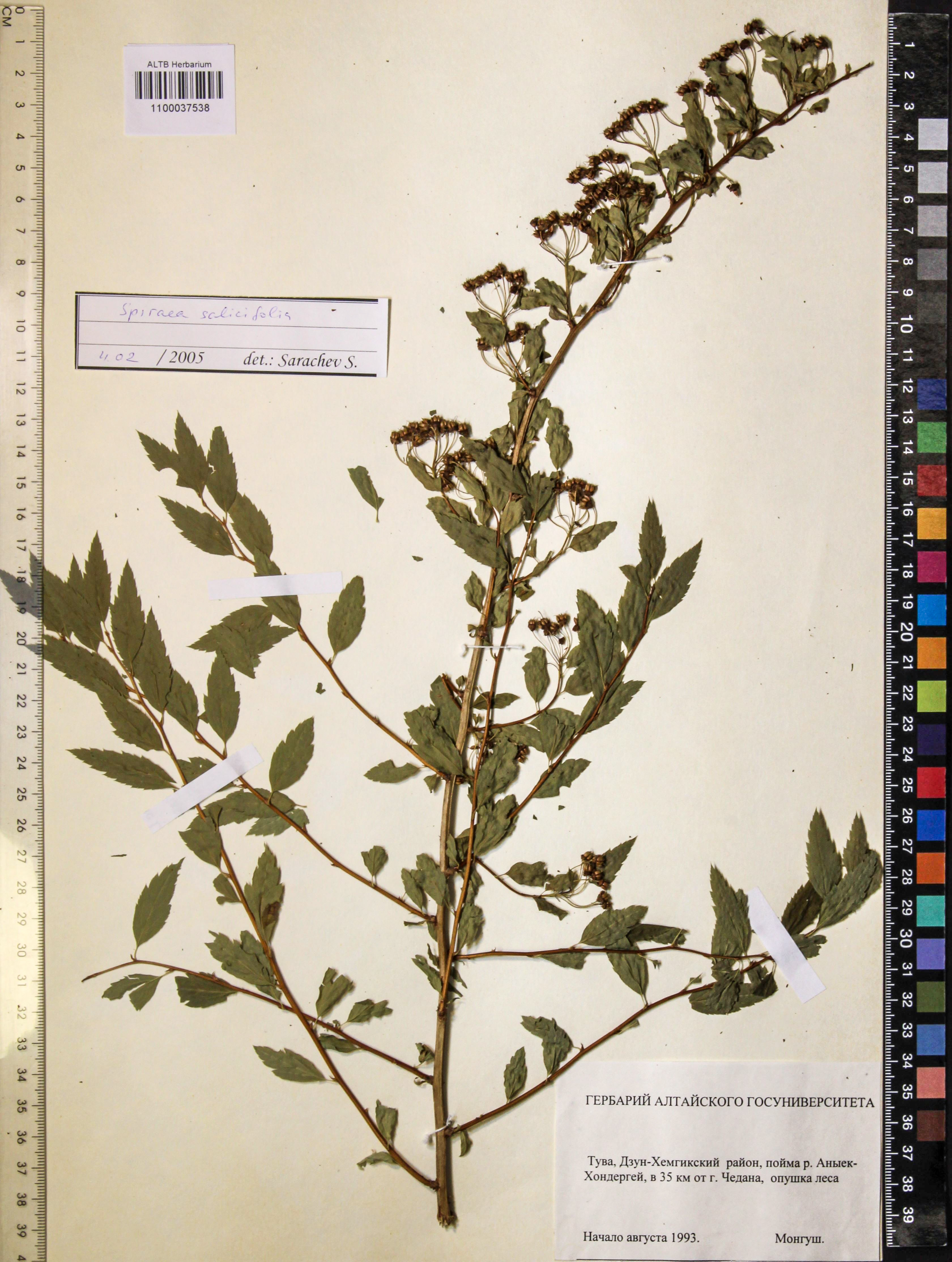 Spiraea salicifolia L.