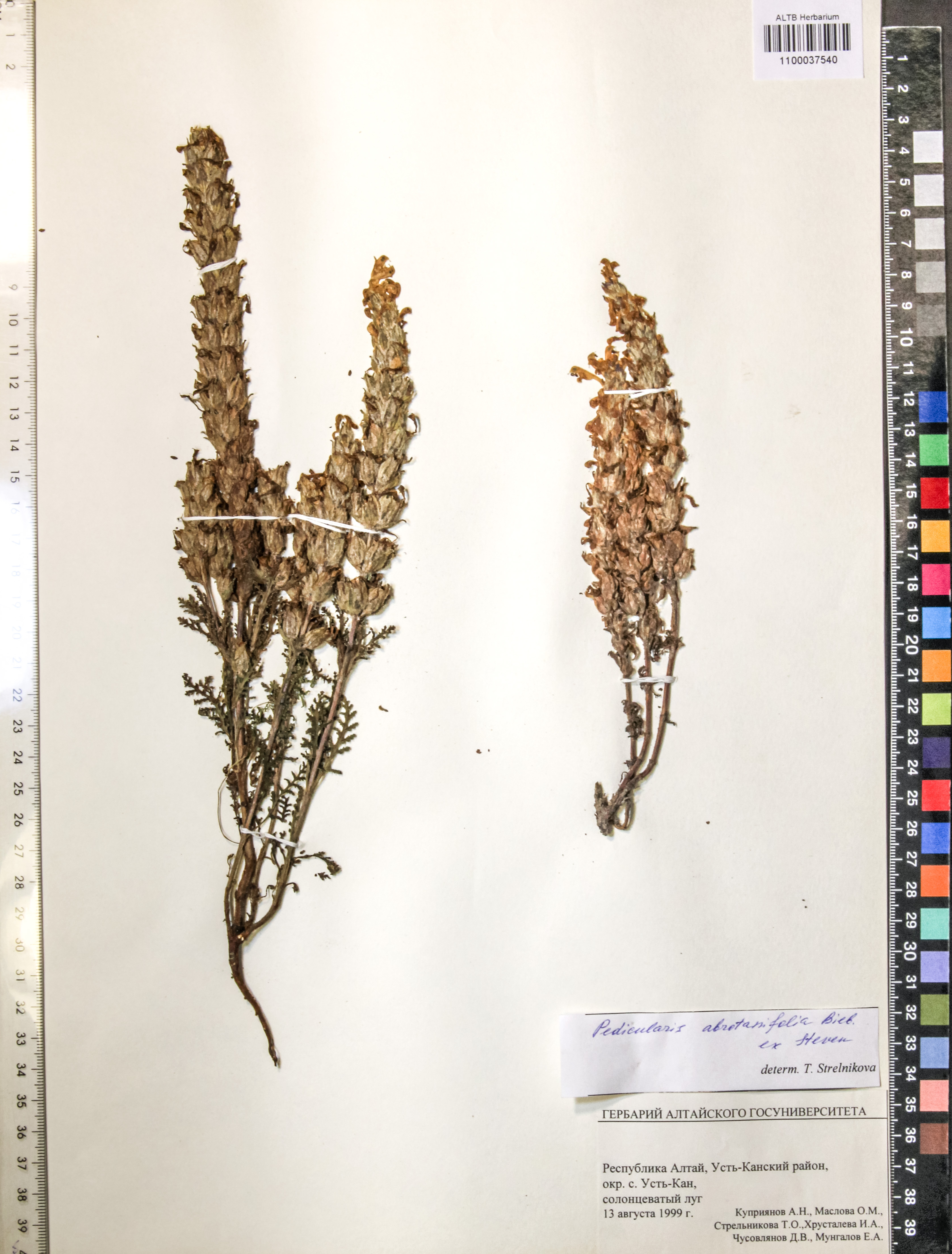 Pedicularis abrotanifolia M. Bieb. ex Steven