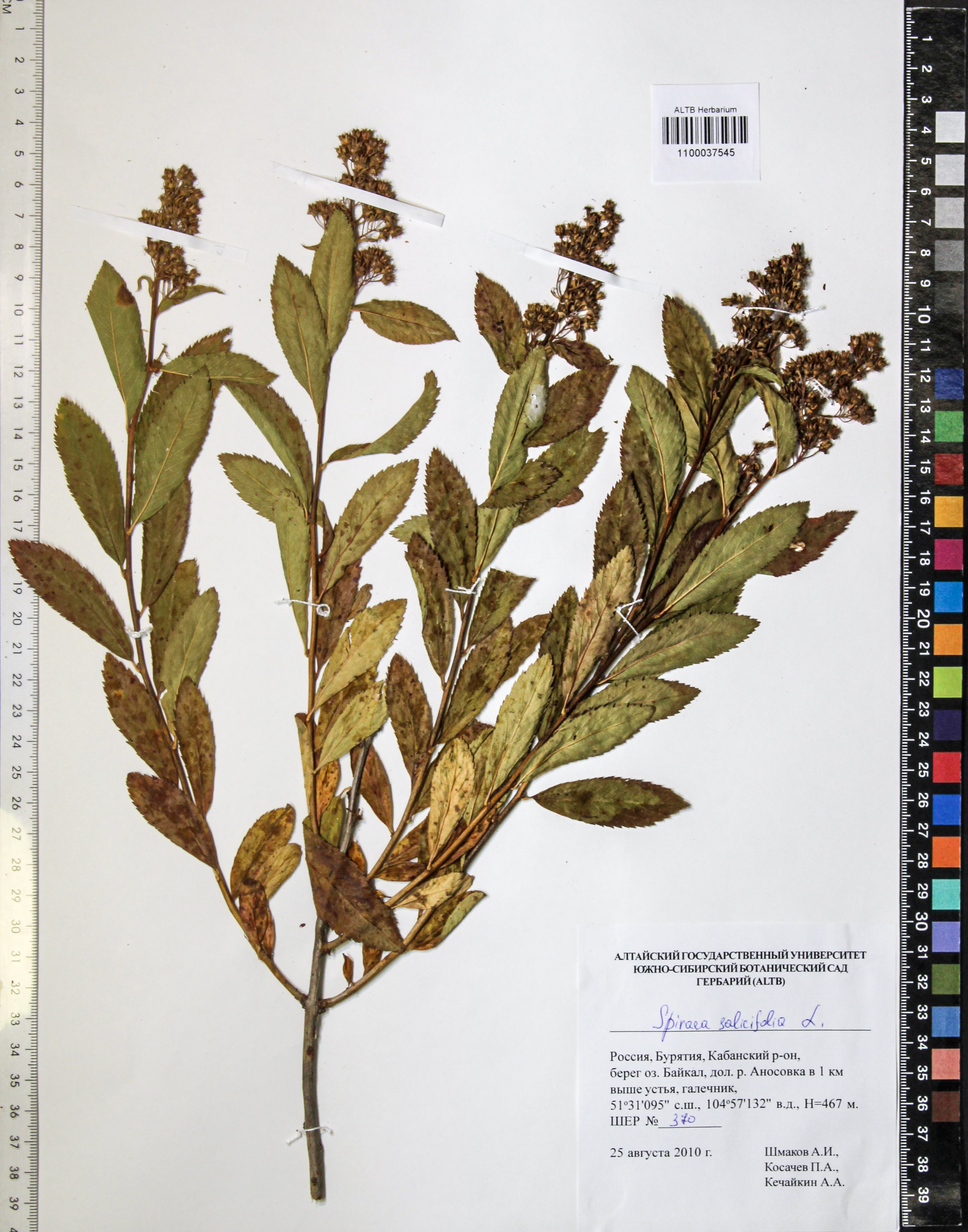 Spiraea salicifolia L.