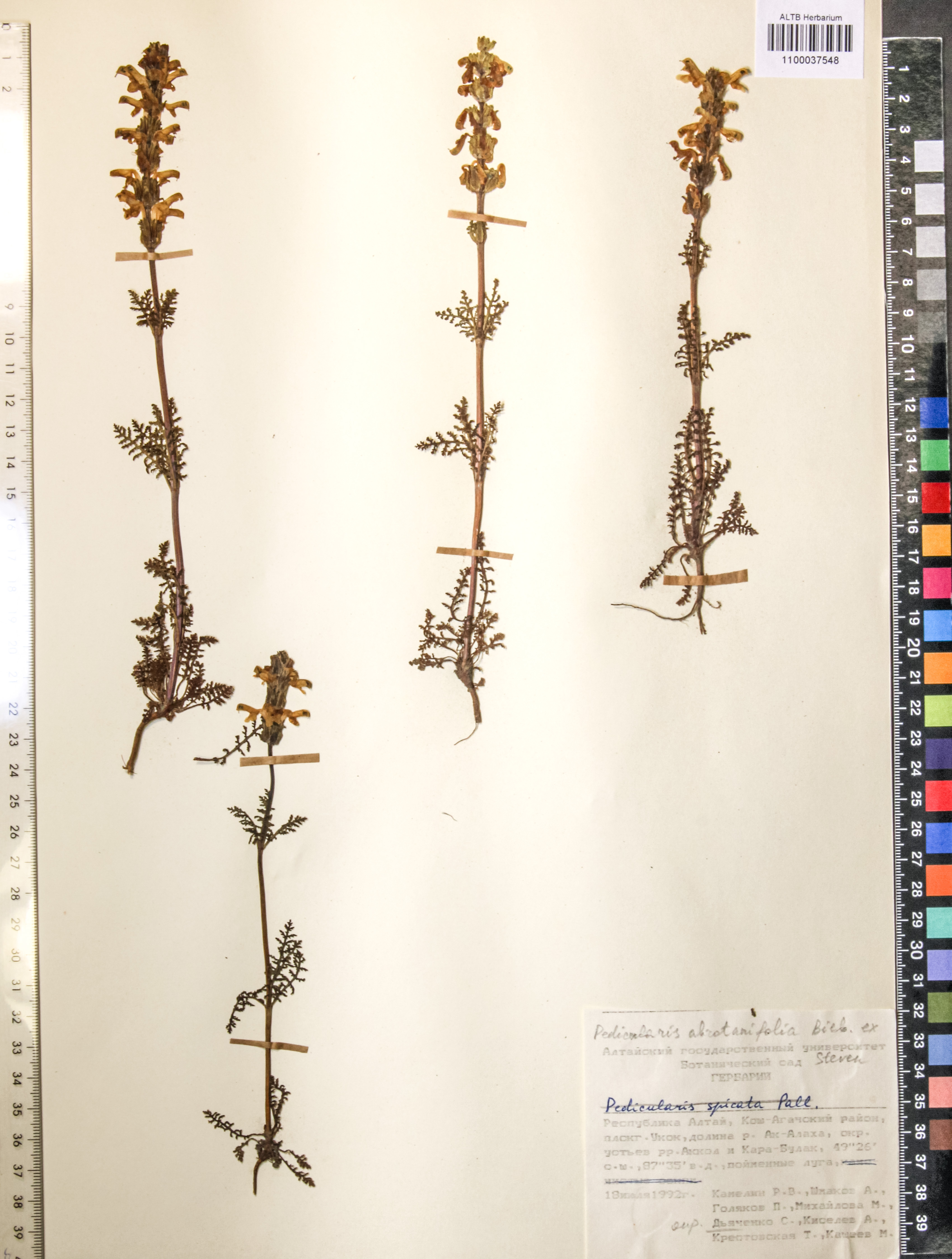 Pedicularis abrotanifolia M. Bieb. ex Steven