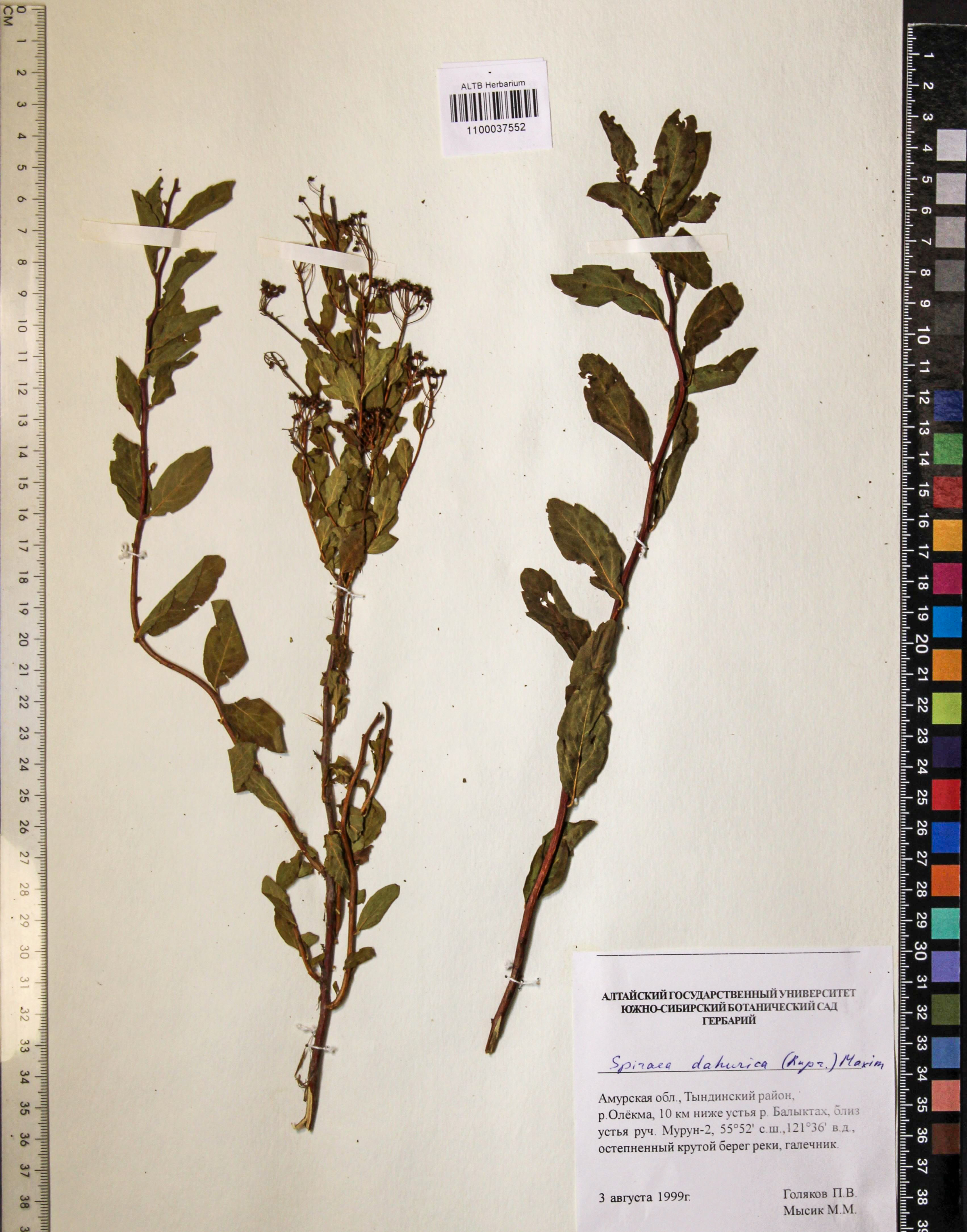 Spiraea dahurica (Rupr.) Maxim.