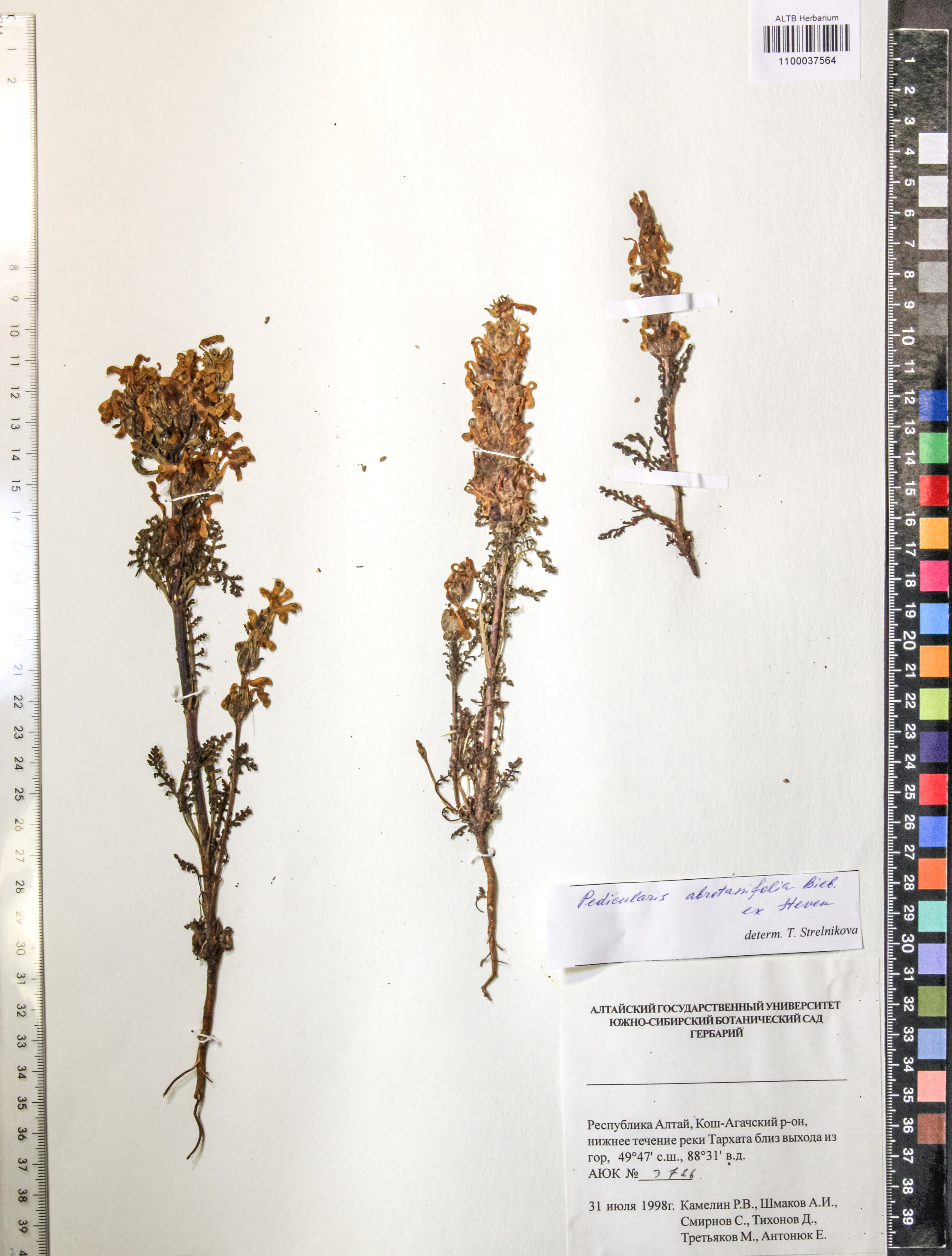 Pedicularis abrotanifolia M. Bieb. ex Steven