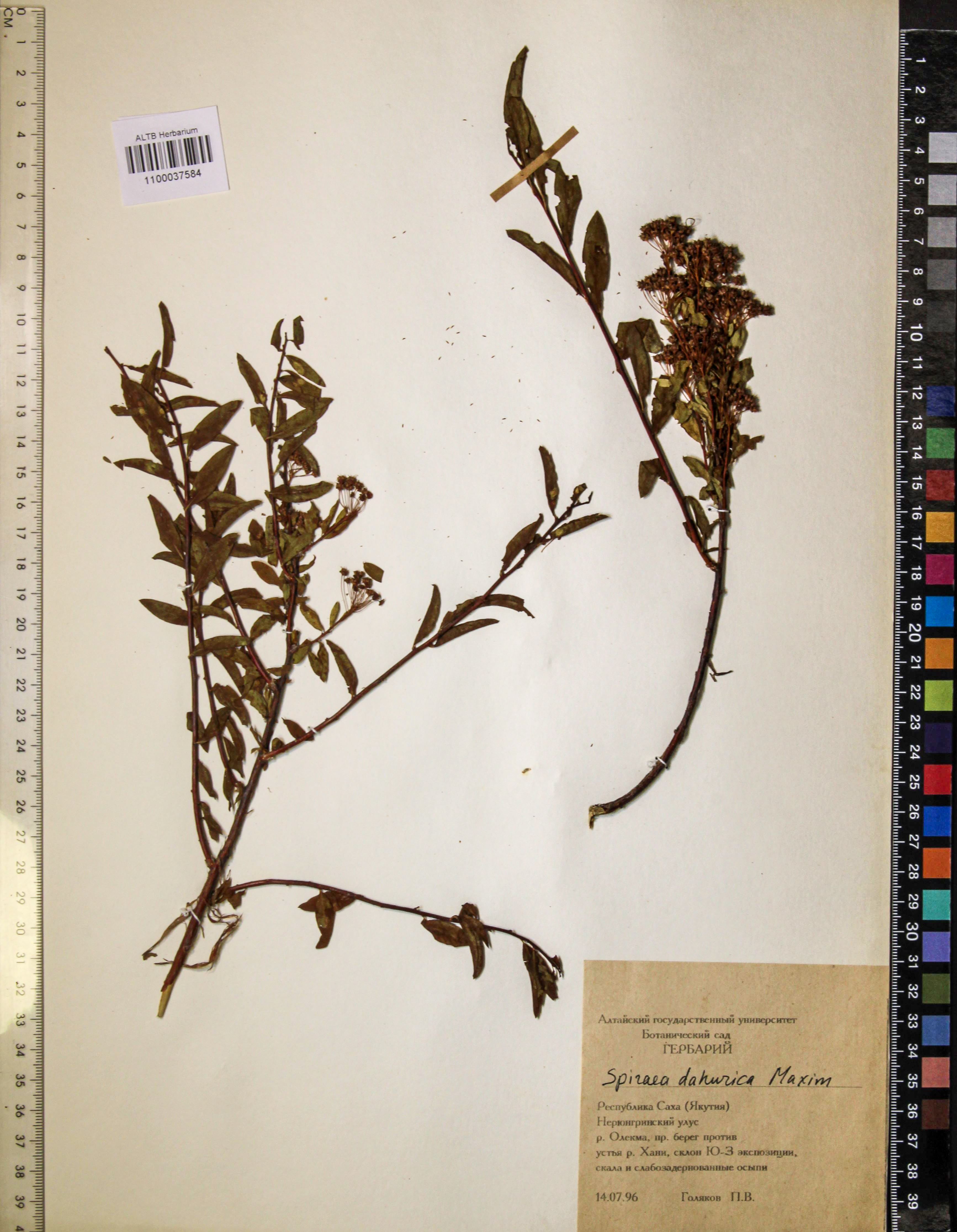 Spiraea dahurica (Rupr.) Maxim.