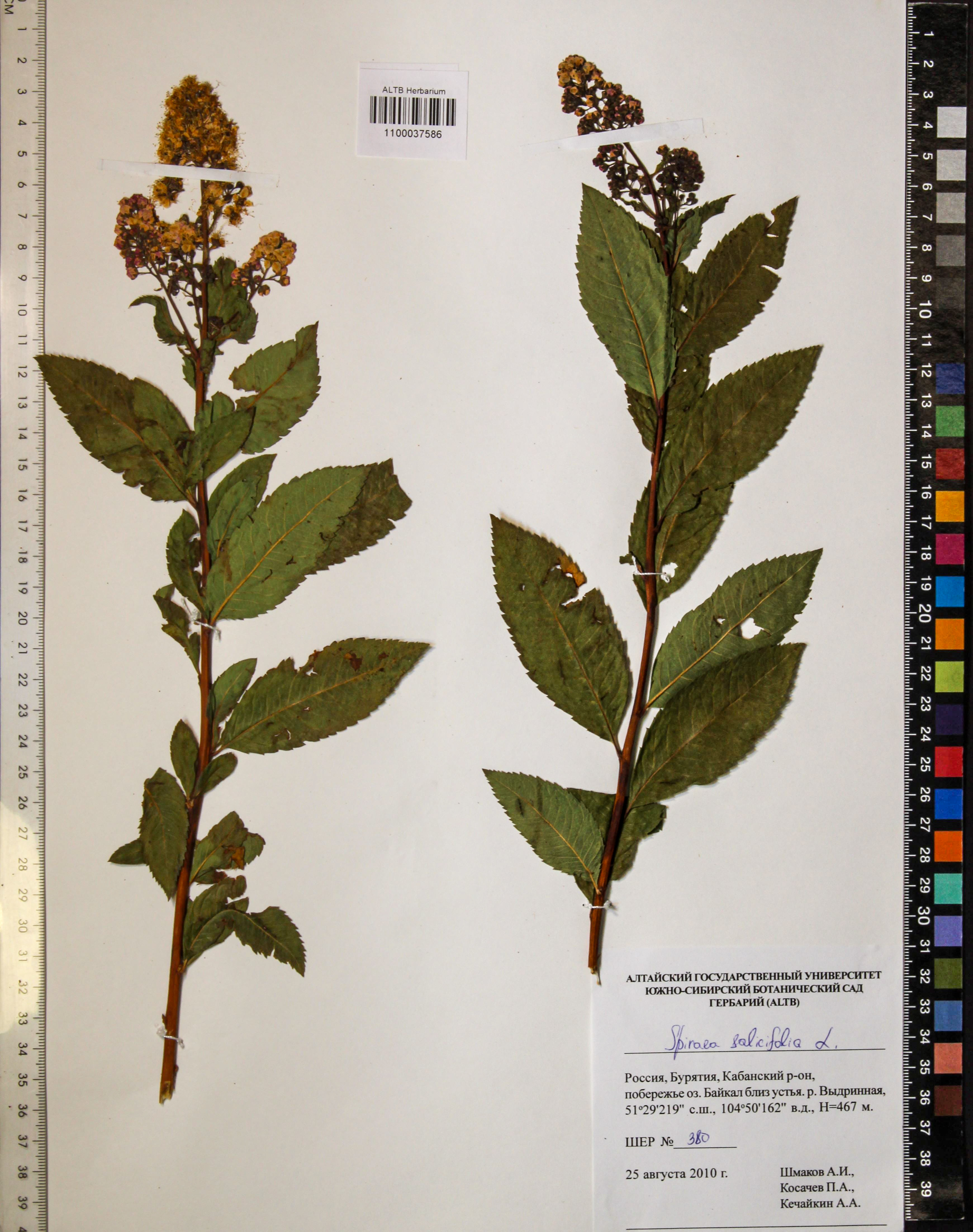 Spiraea salicifolia L.