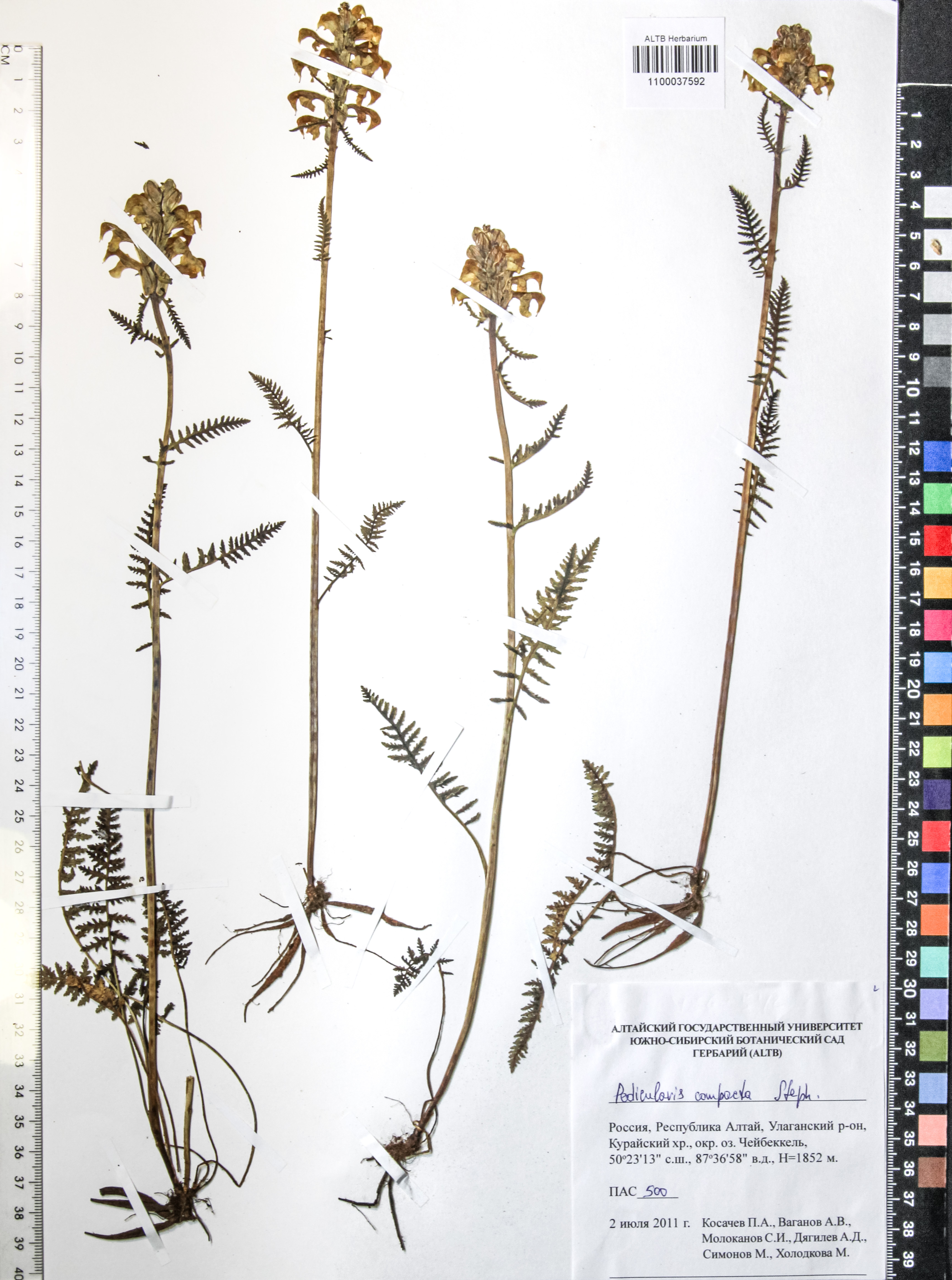 Pedicularis compacta Steph.