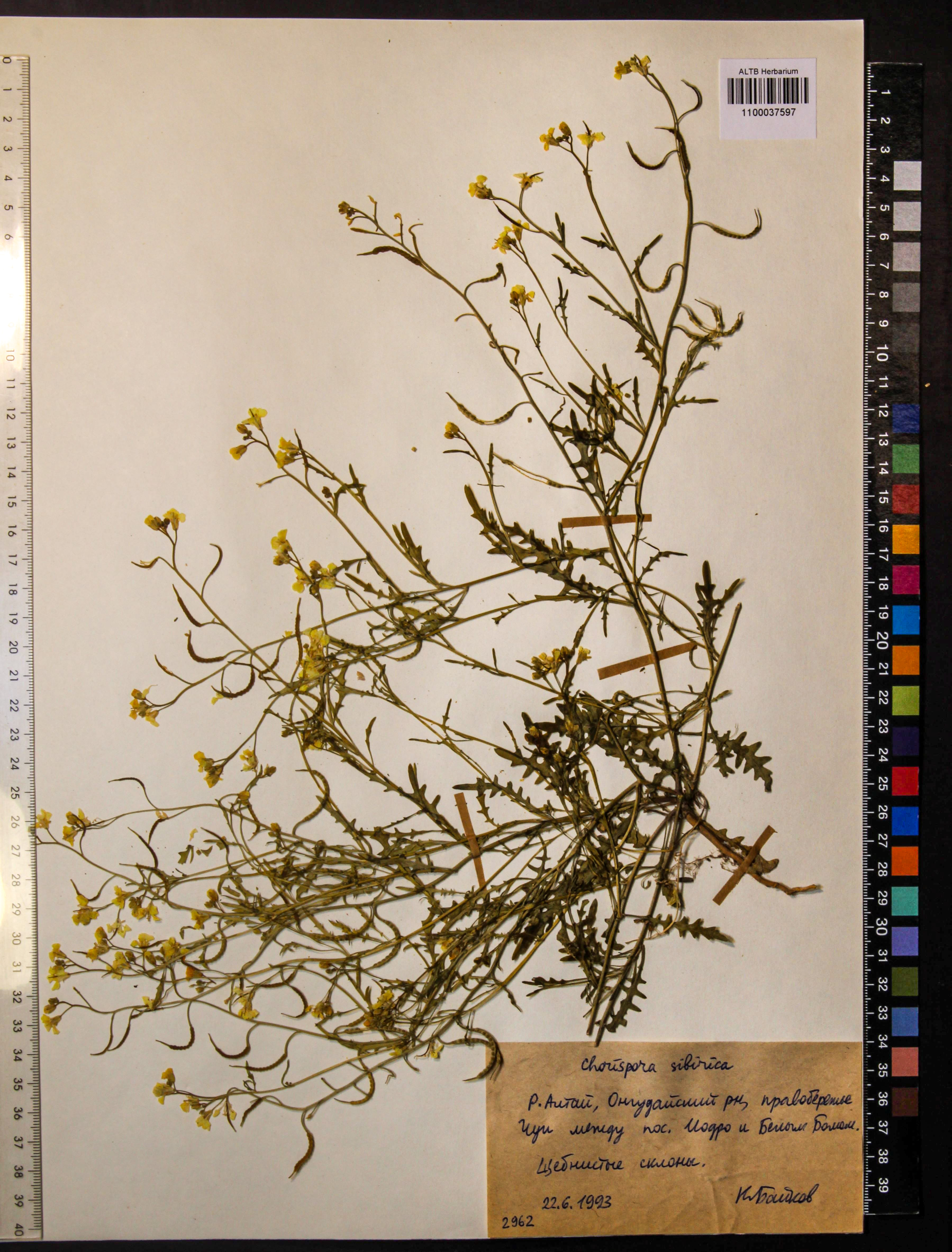 Chorispora sibirica (L.) DC.