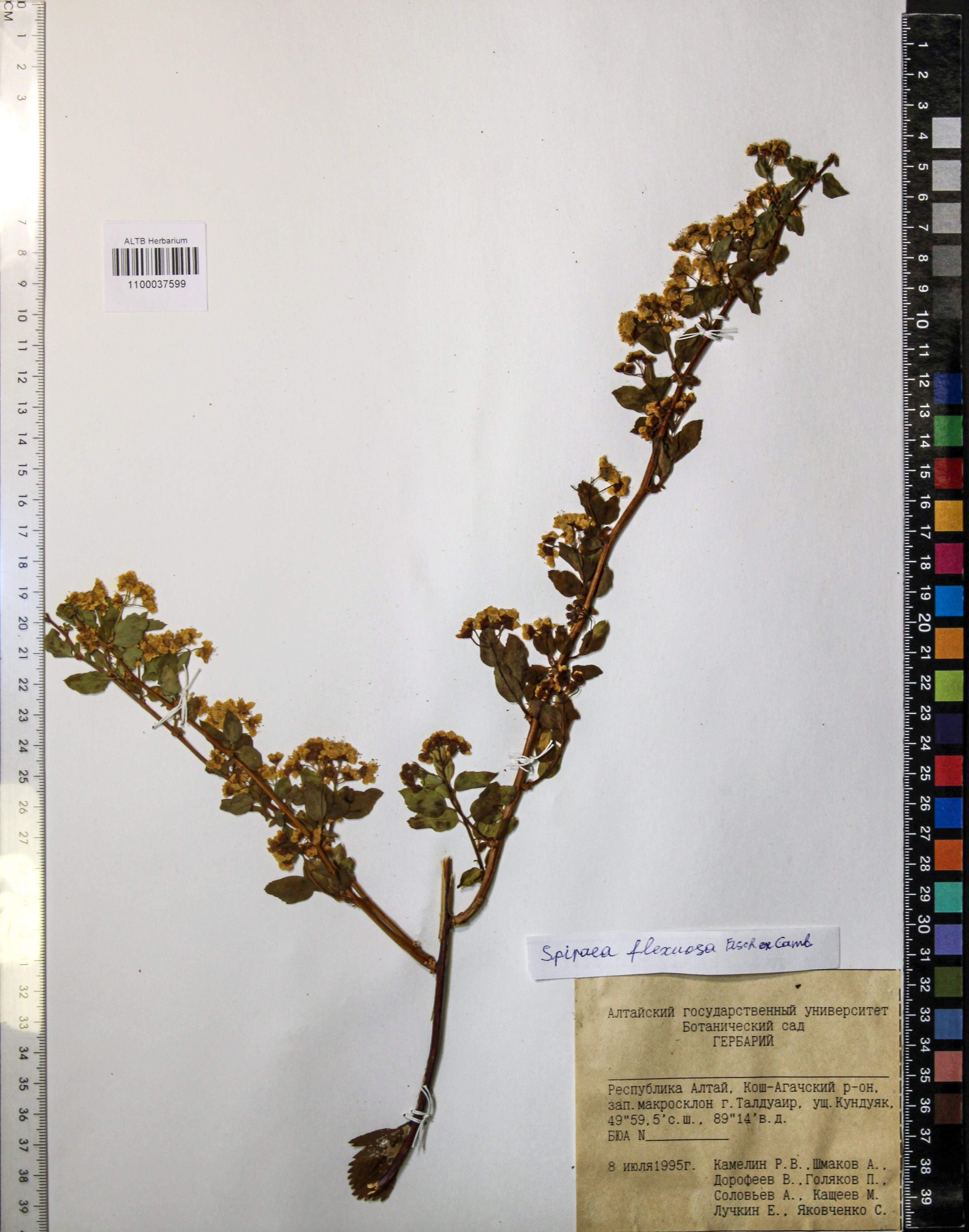 Spiraea flexuosa Fisch. ex Cambess