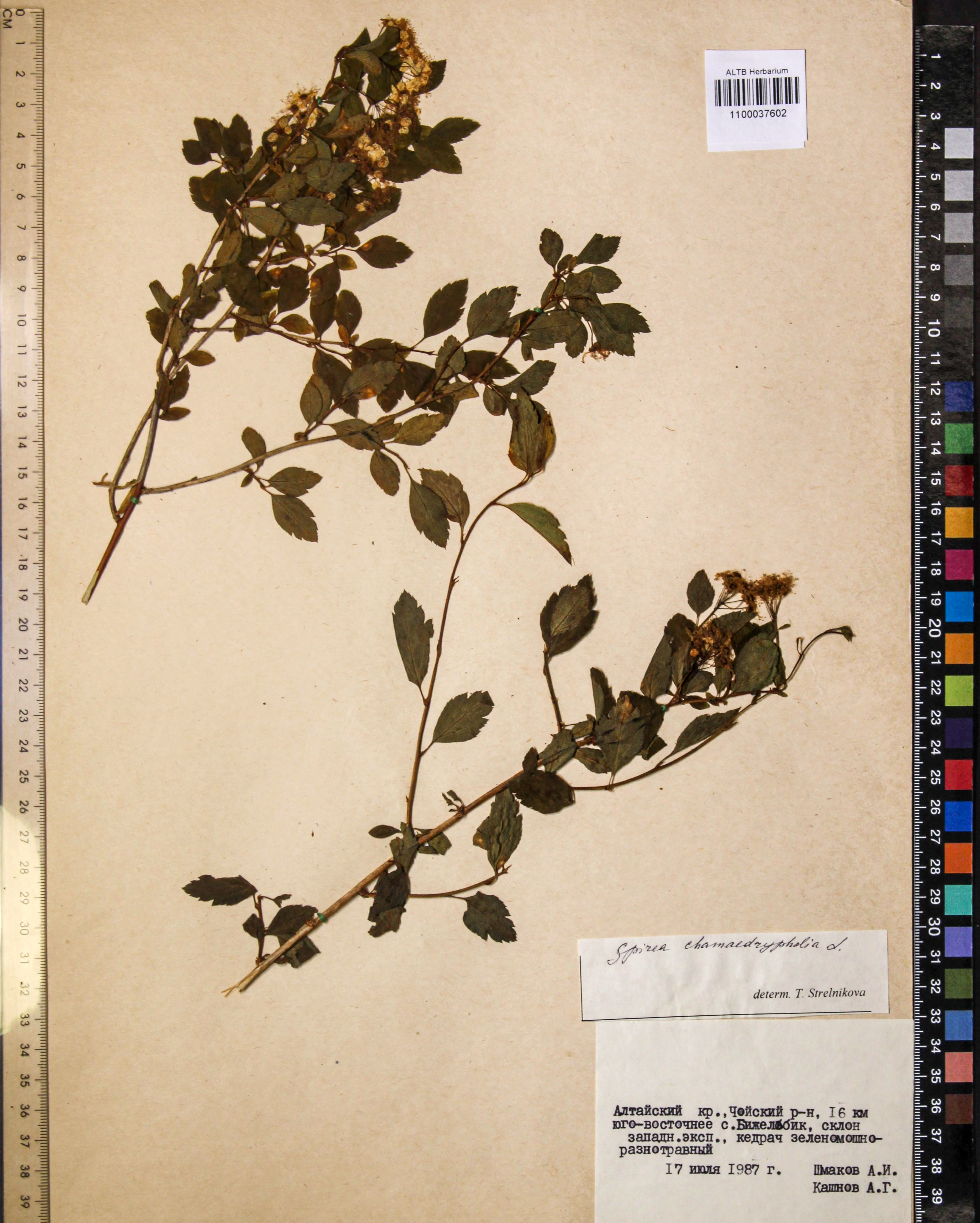 Spiraea chamaedryfolia L.