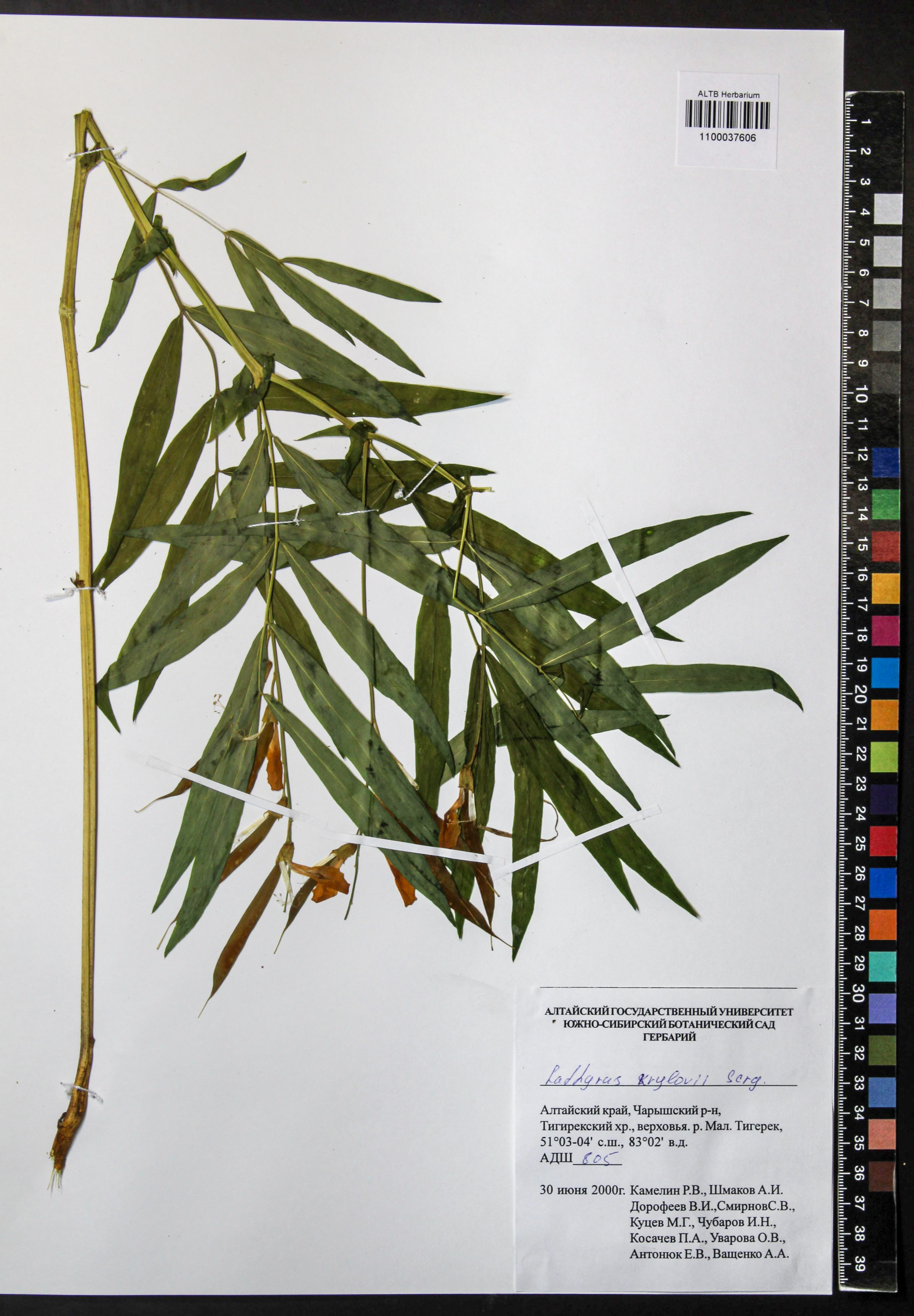 Lathyrus krylovii Serg.