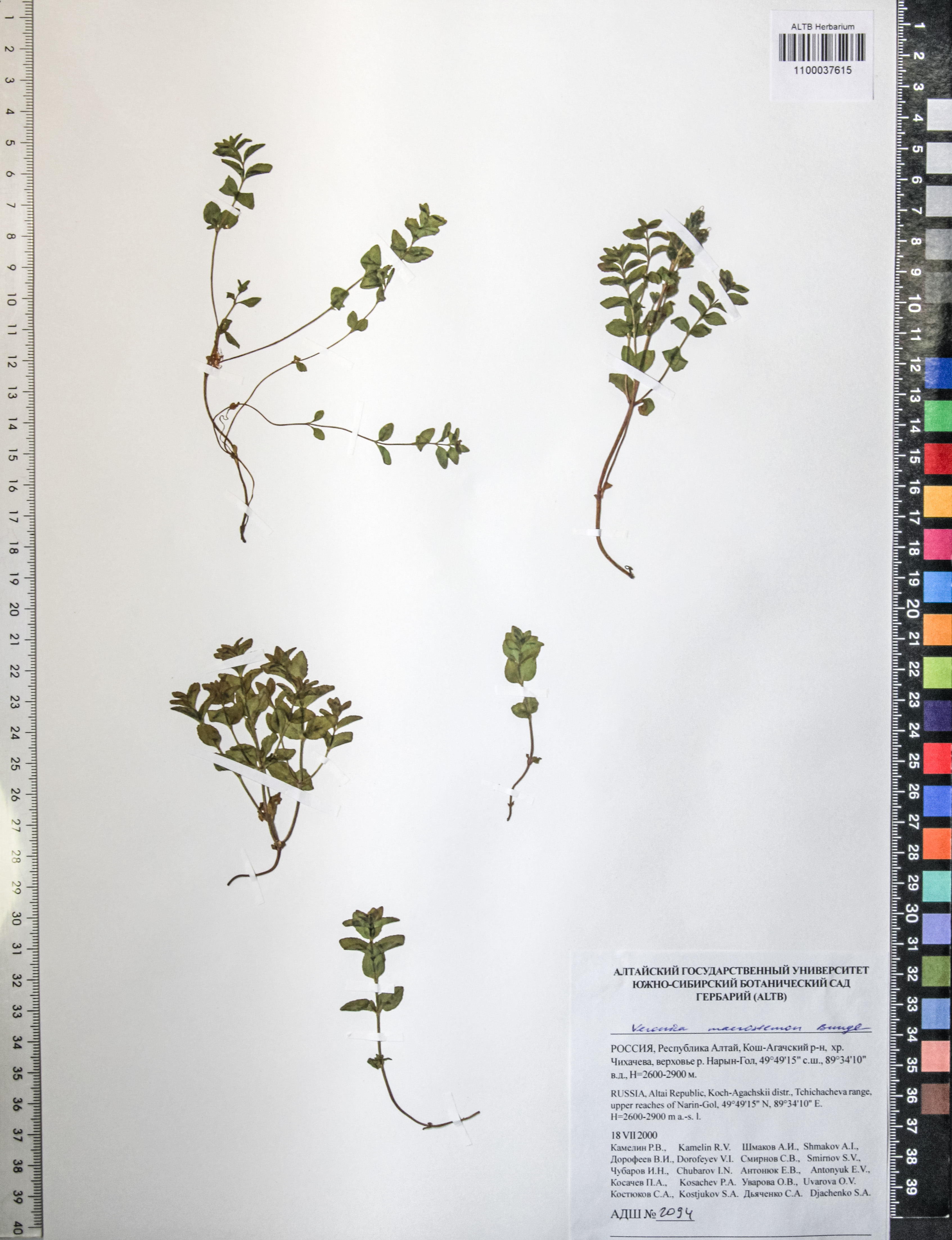 Veronica macrostemon Bunge