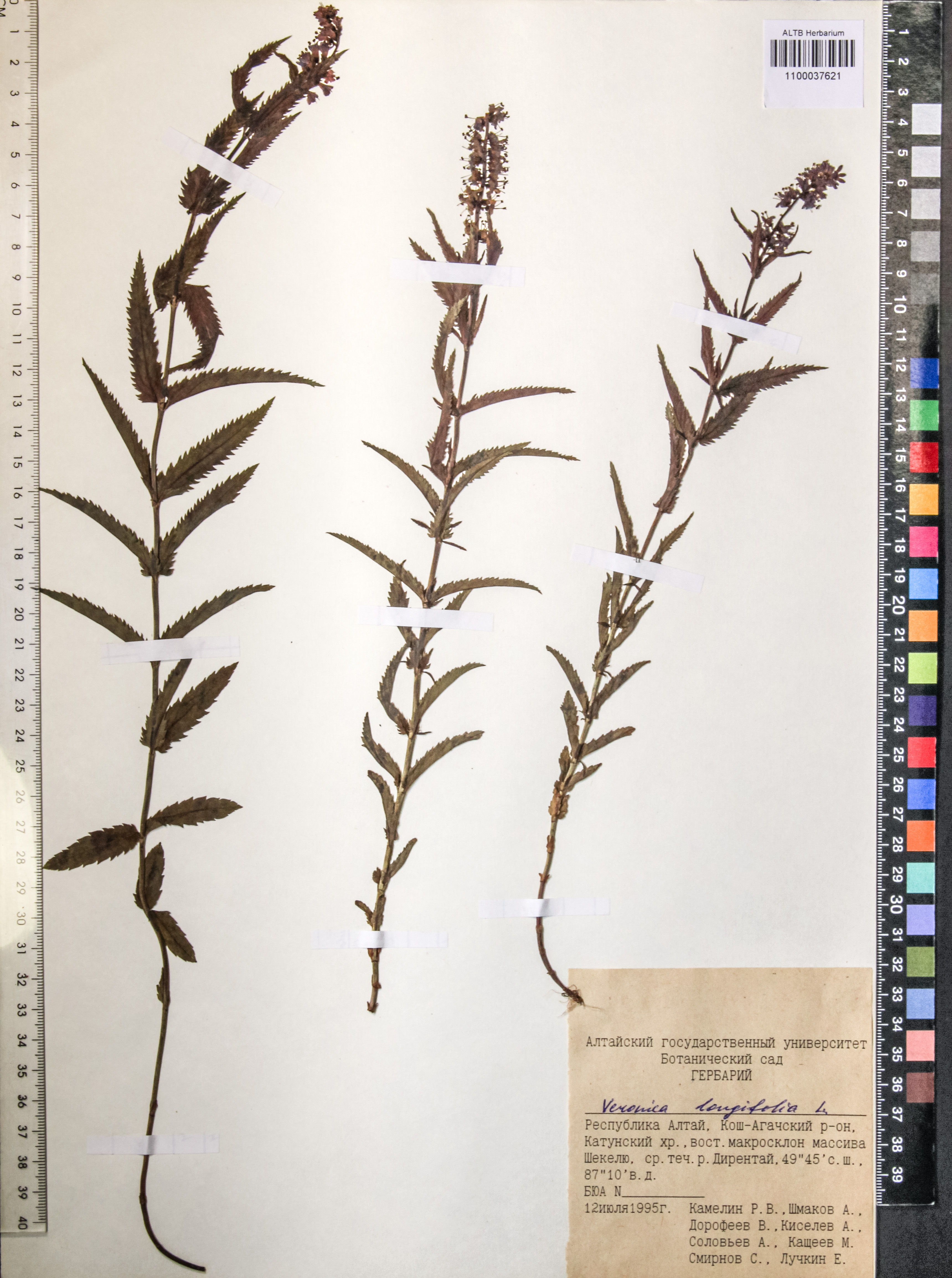 Veronica longifolia L.