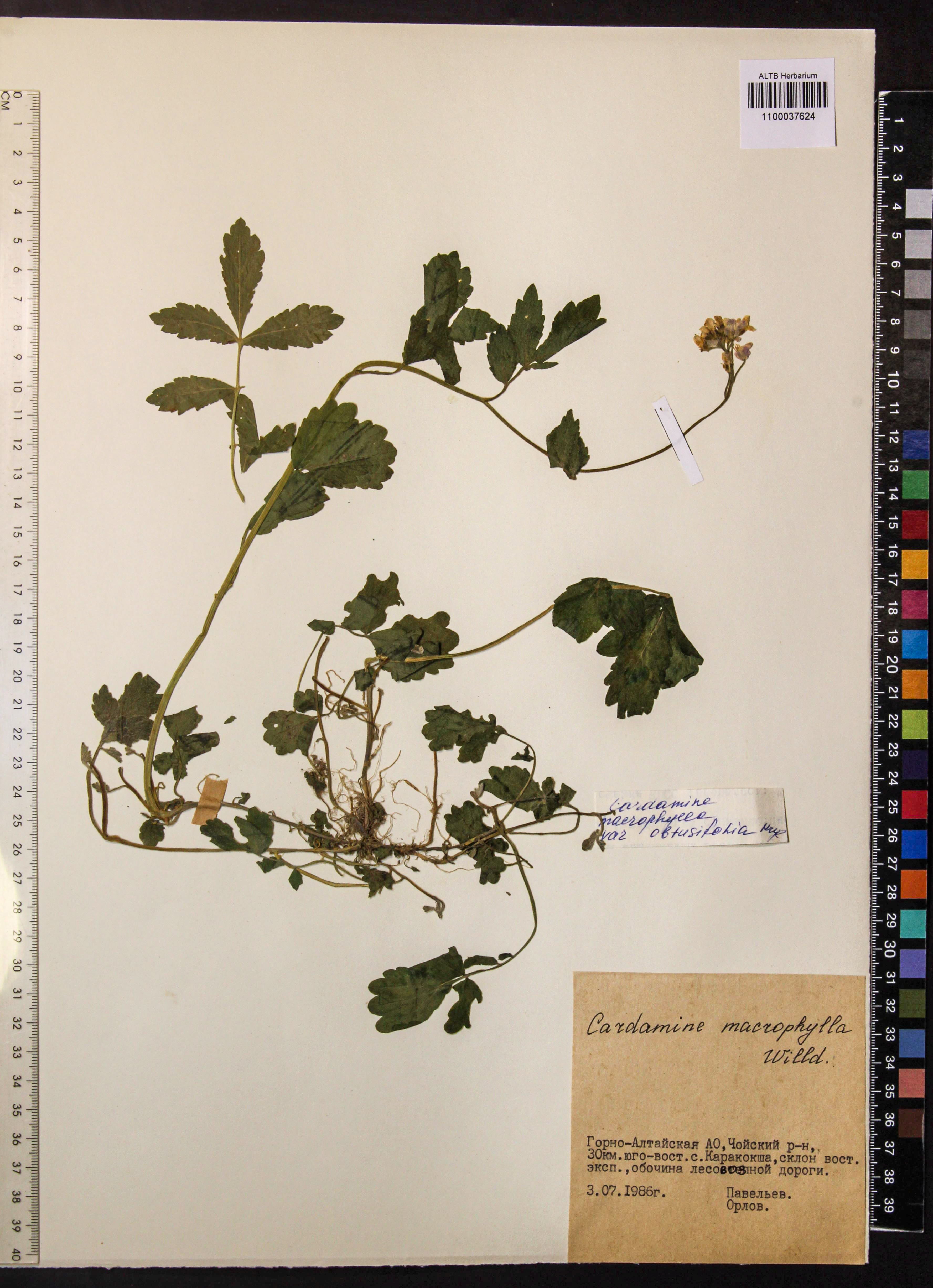 Cardamine macrophylla Willd.