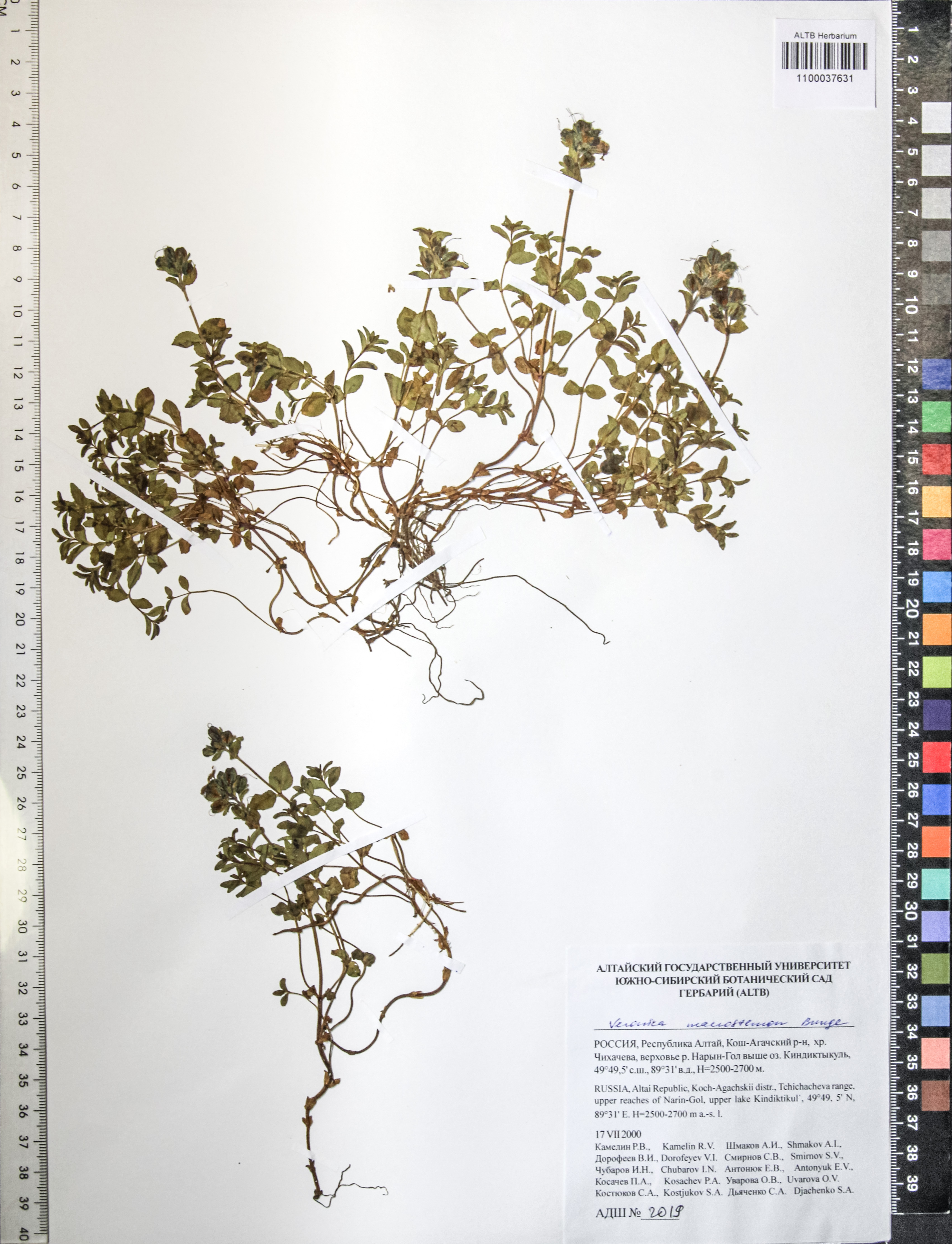Veronica macrostemon Bunge