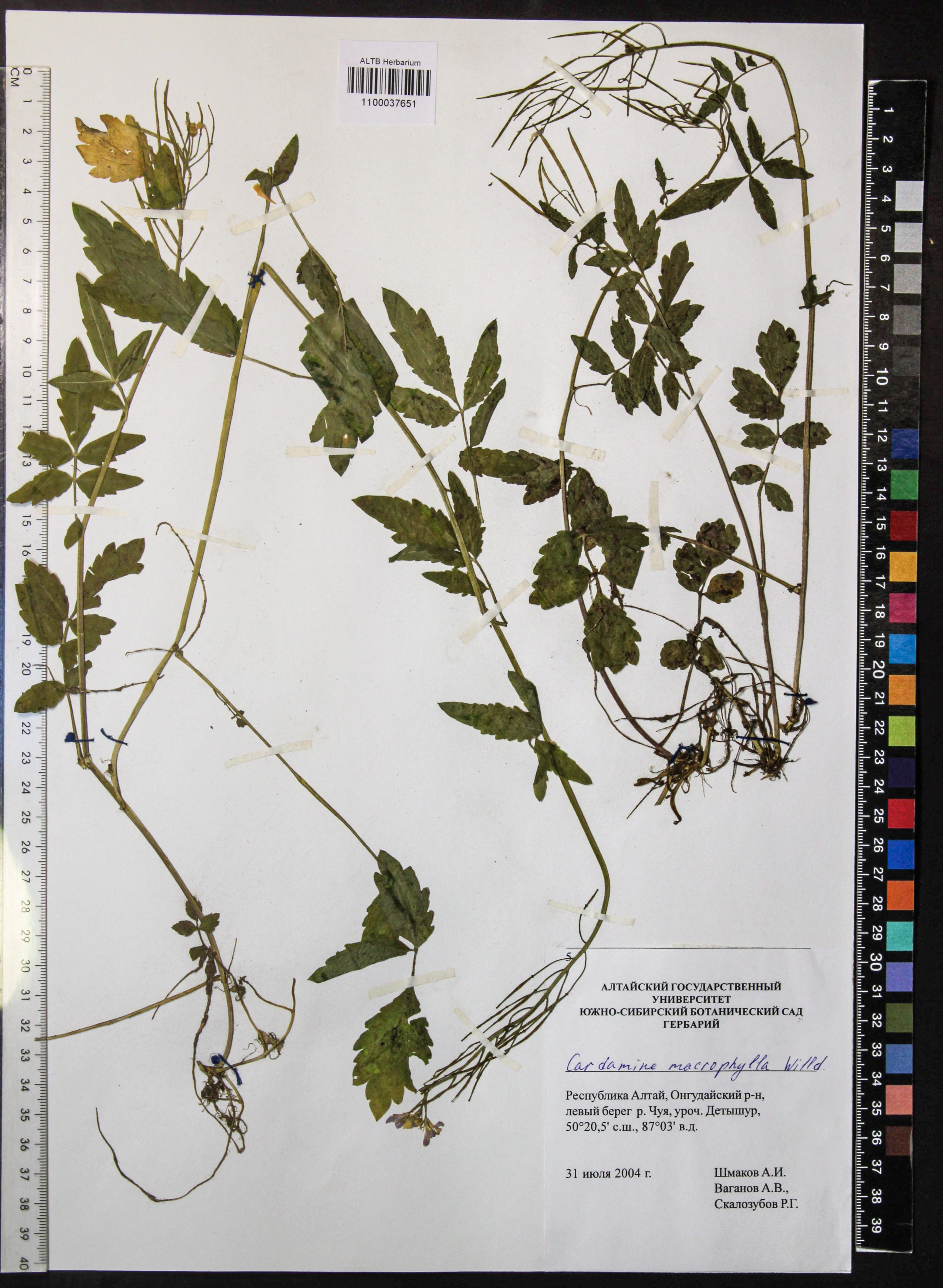 Cardamine macrophylla Willd.