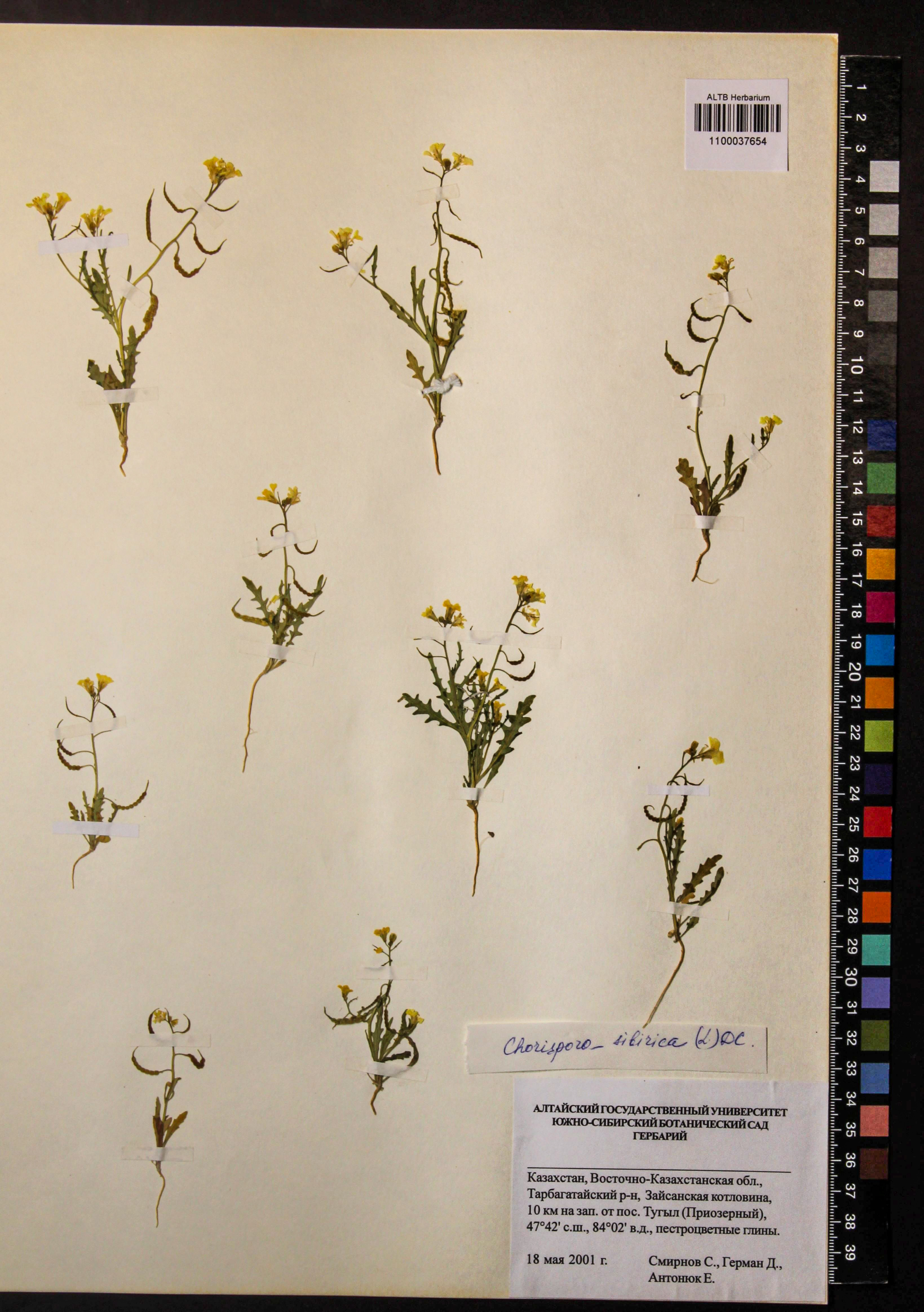 Chorispora sibirica (L.) DC.