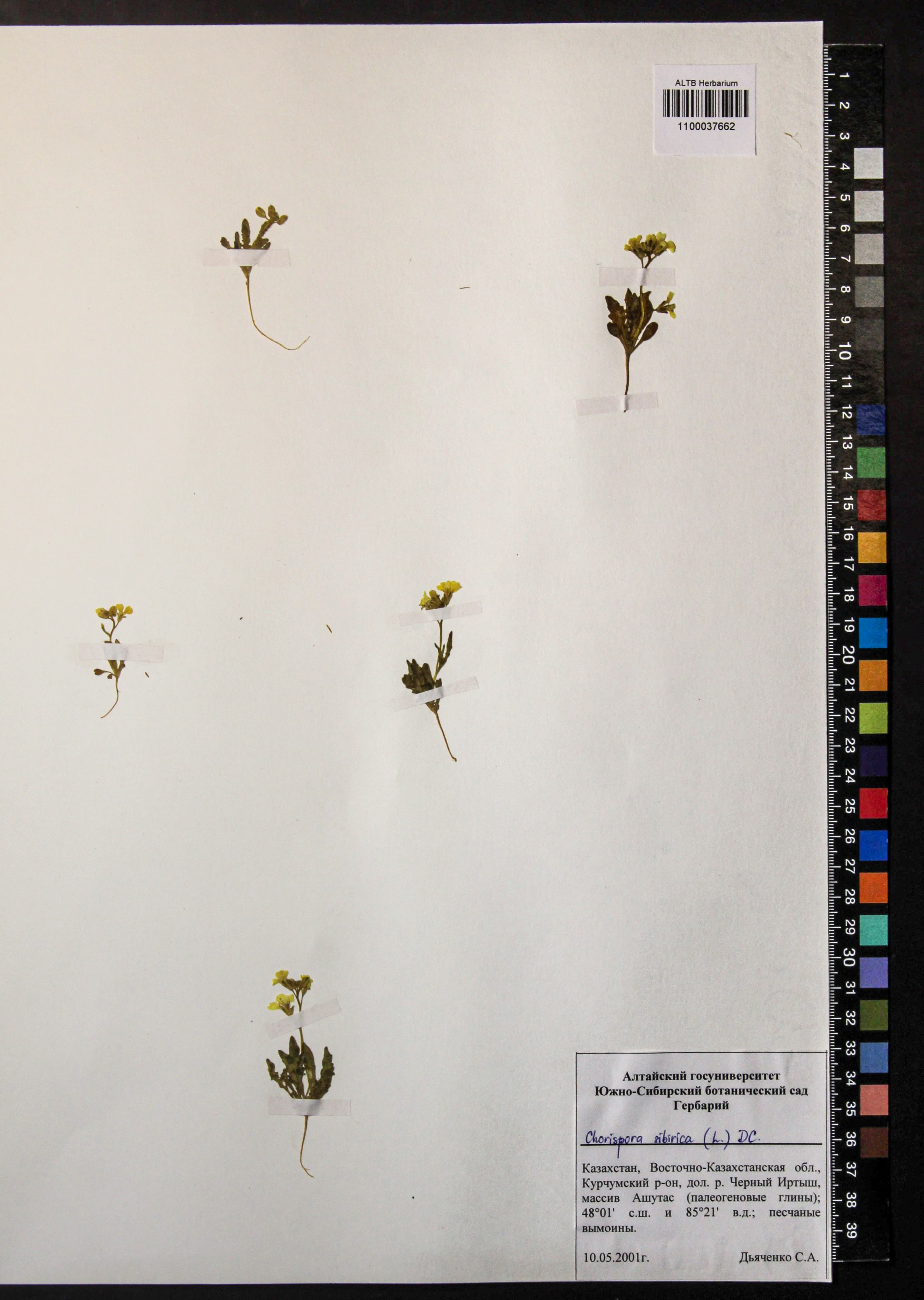 Chorispora sibirica (L.) DC.
