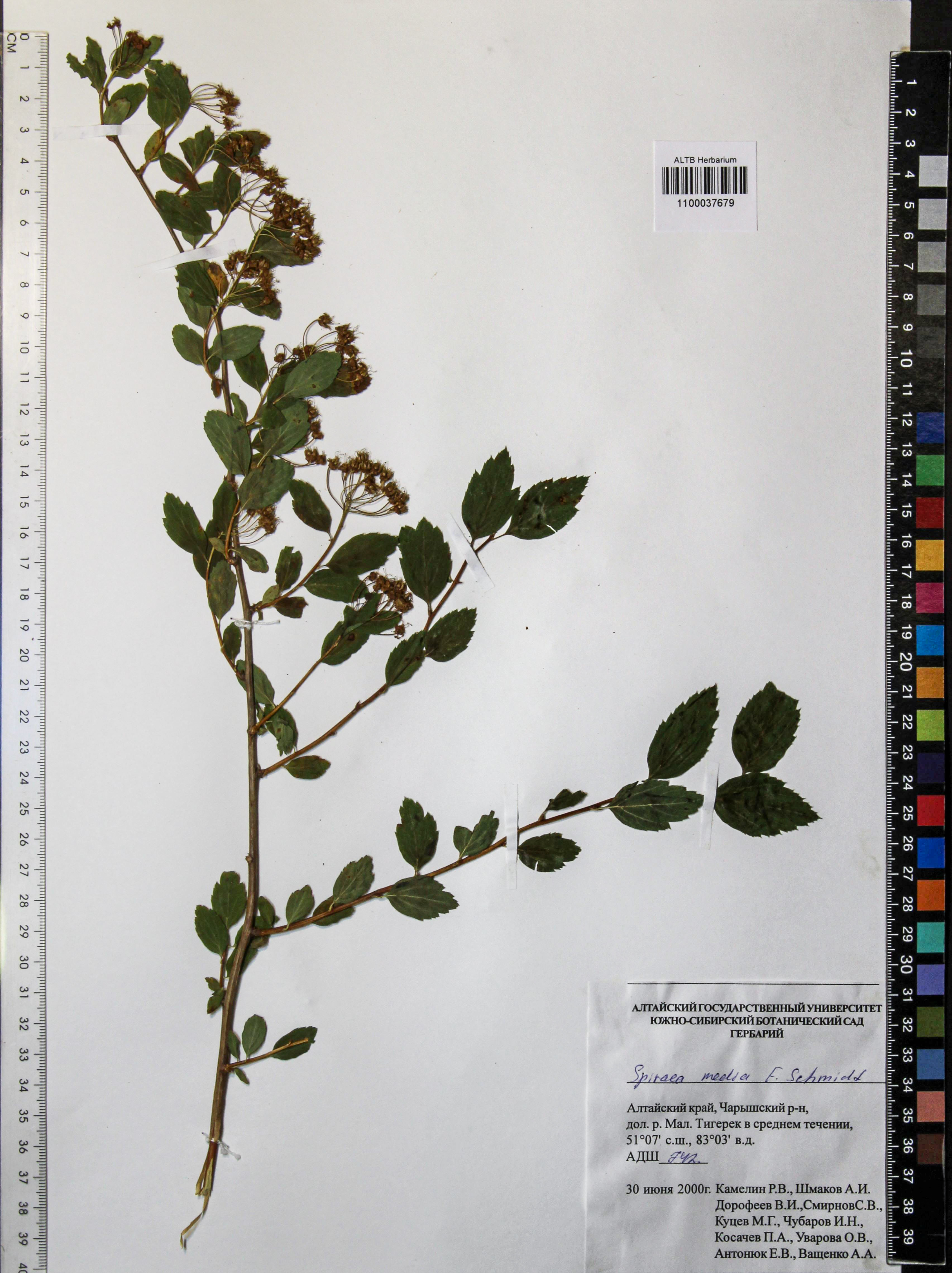 Spiraea media Schmidt
