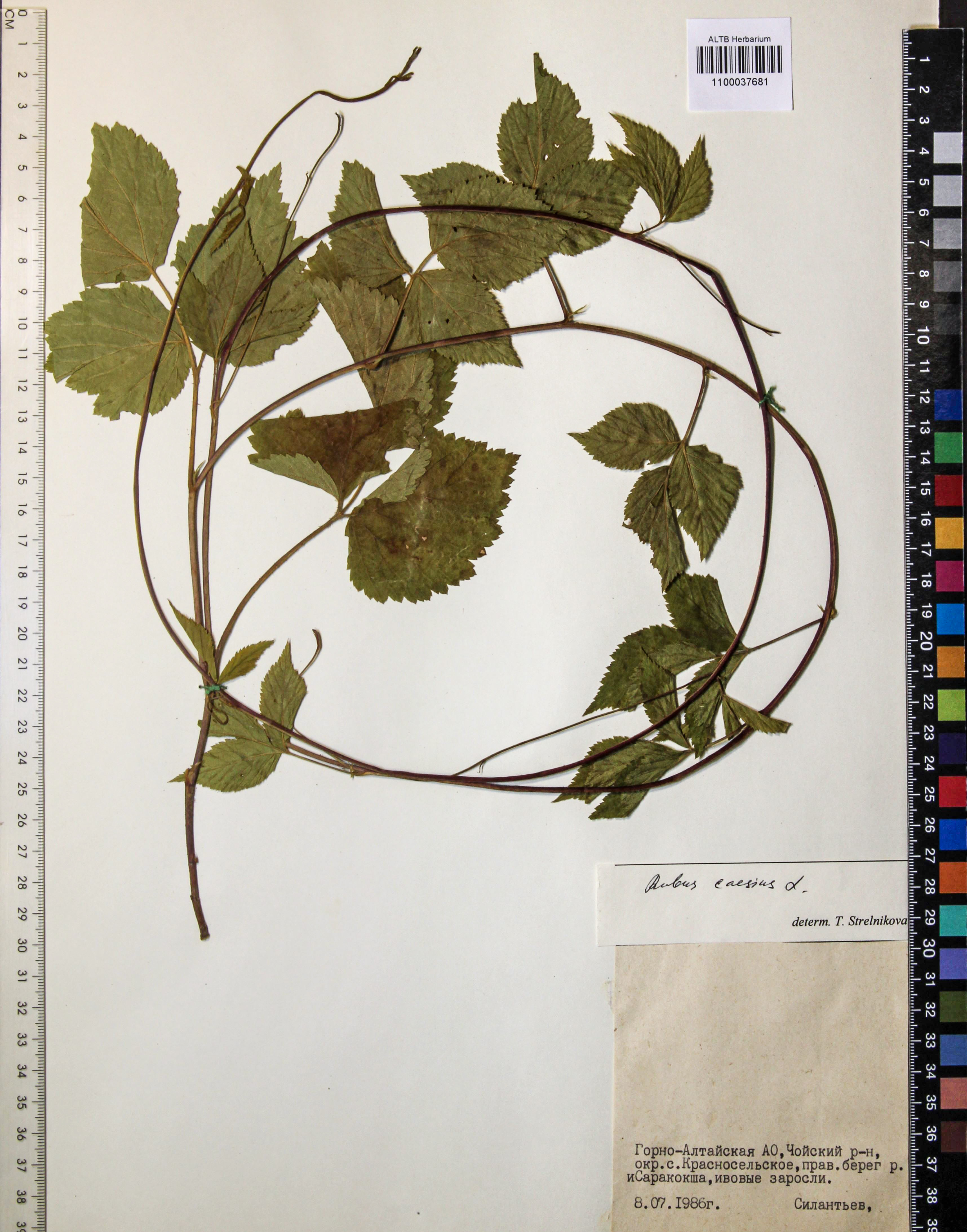 Rubus caesius L.