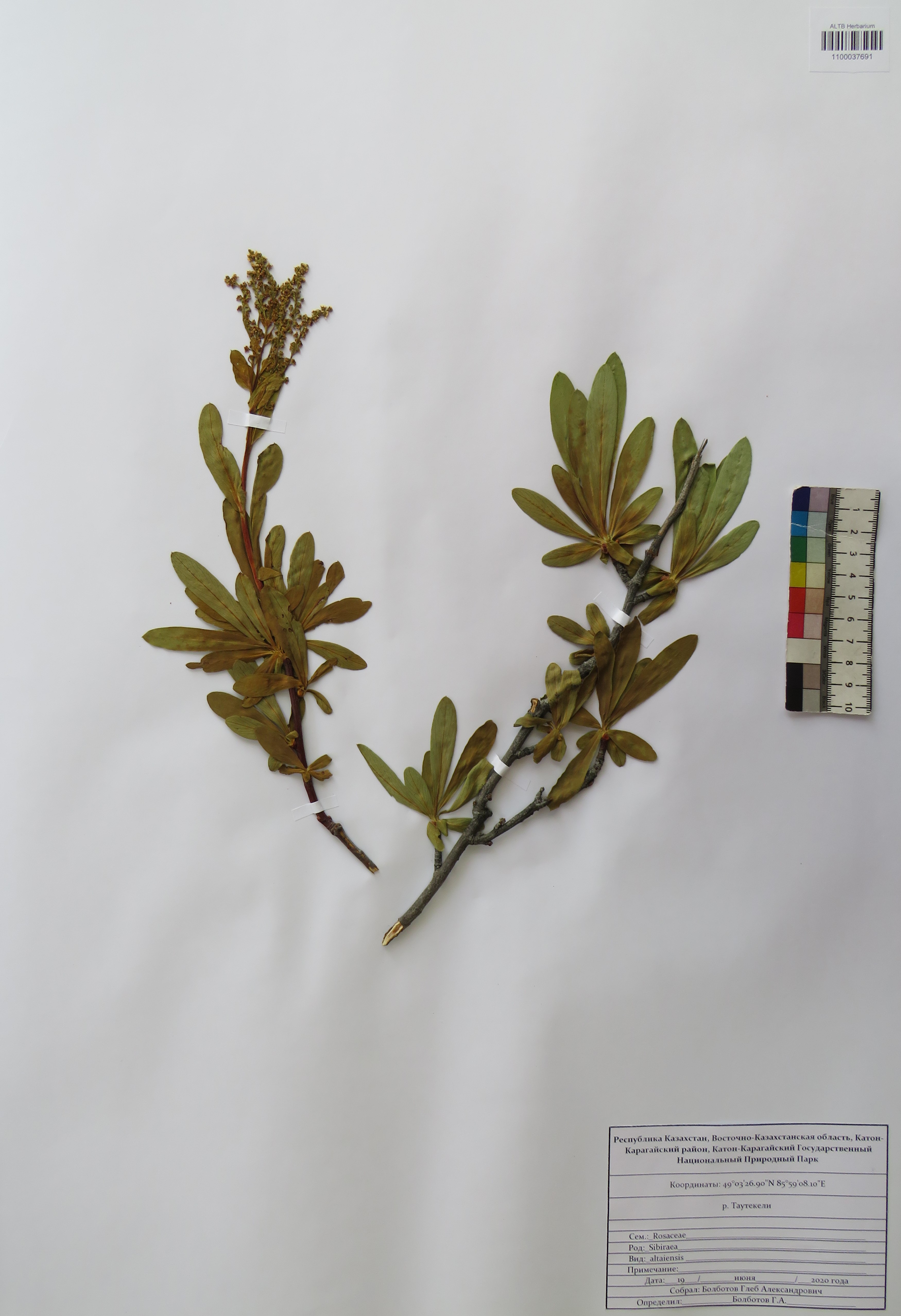 Sibiraea altaiensis Schneider