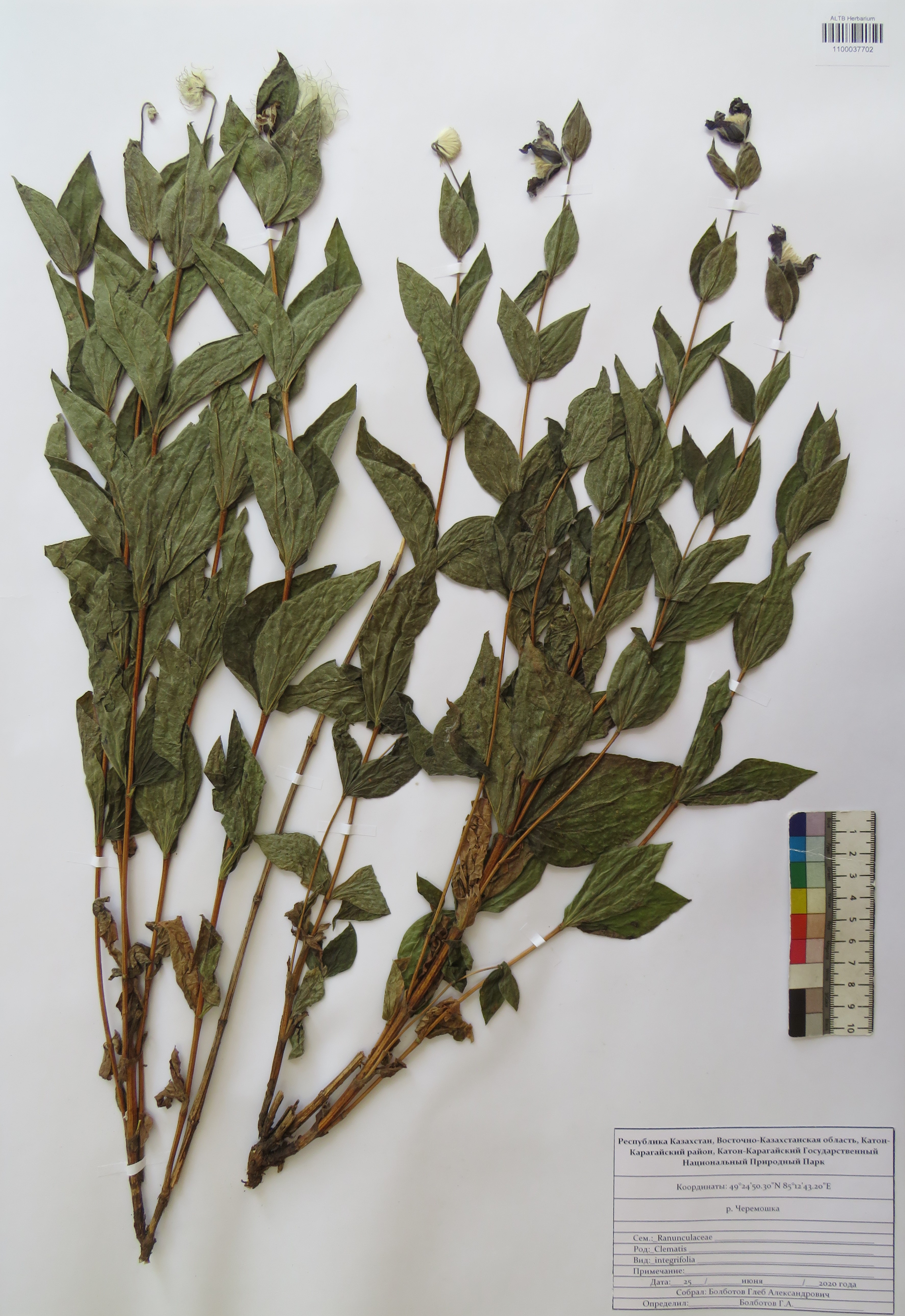 Clematis integrifolia L.