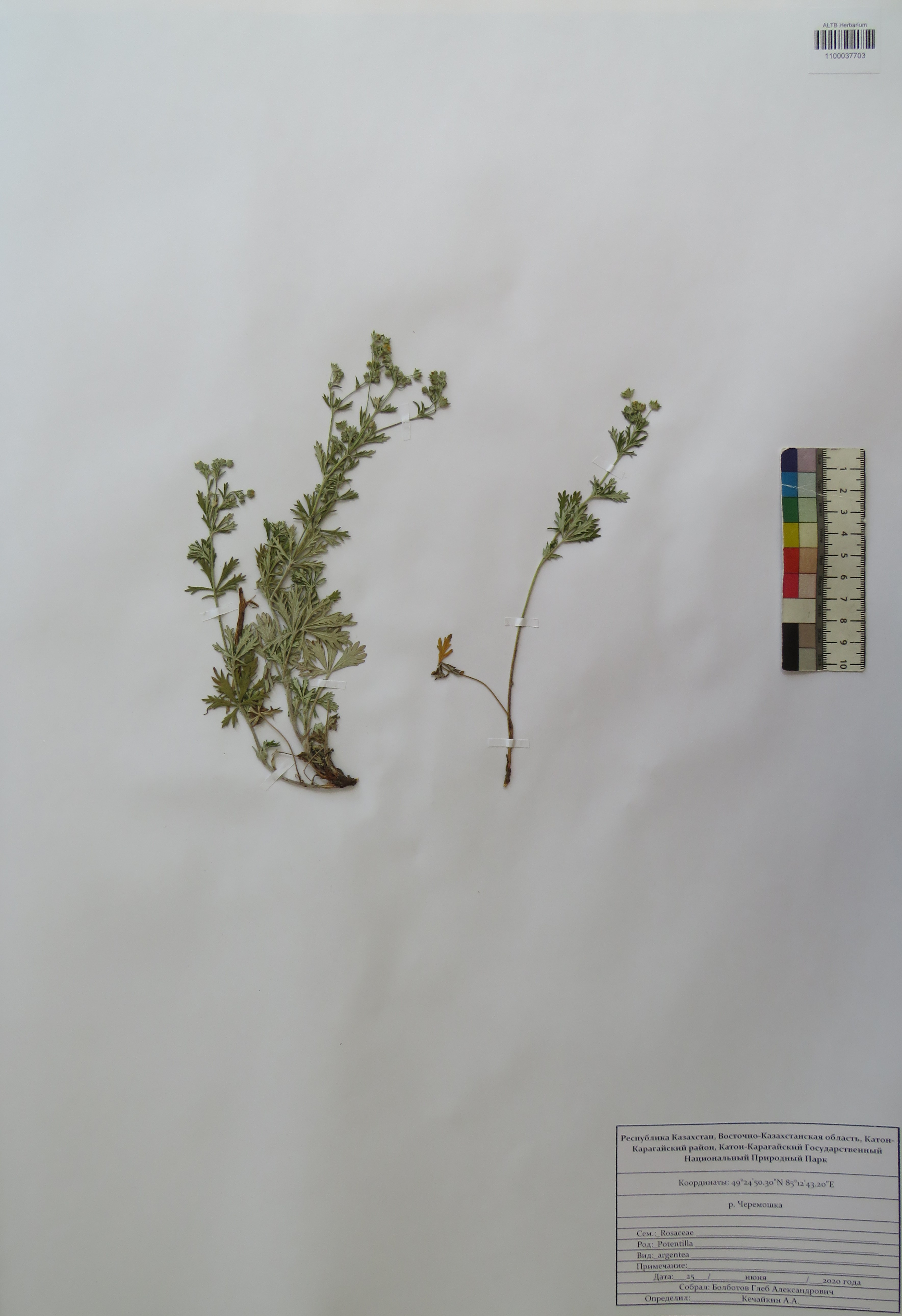 Potentilla argentea L.