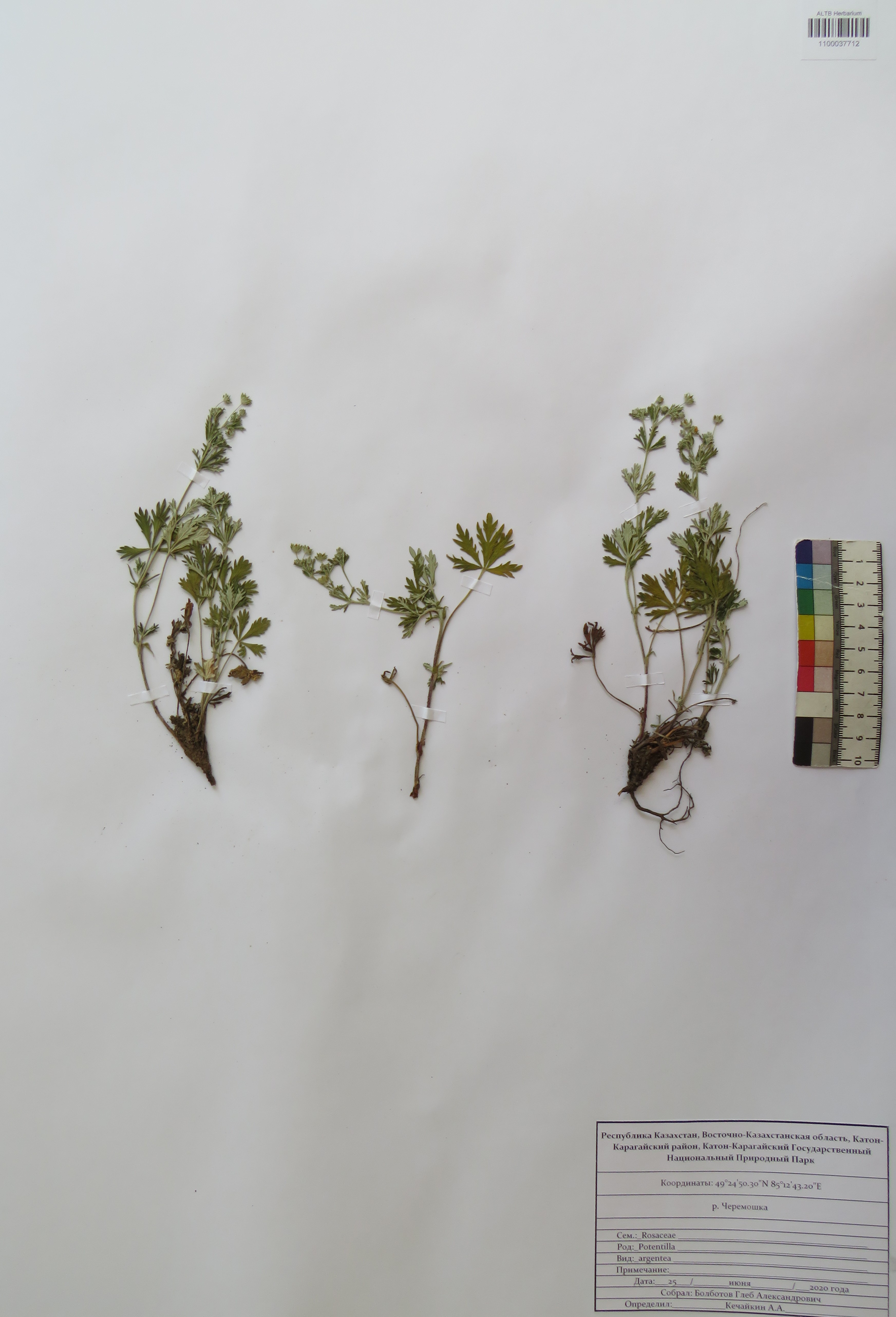 Potentilla argentea L.