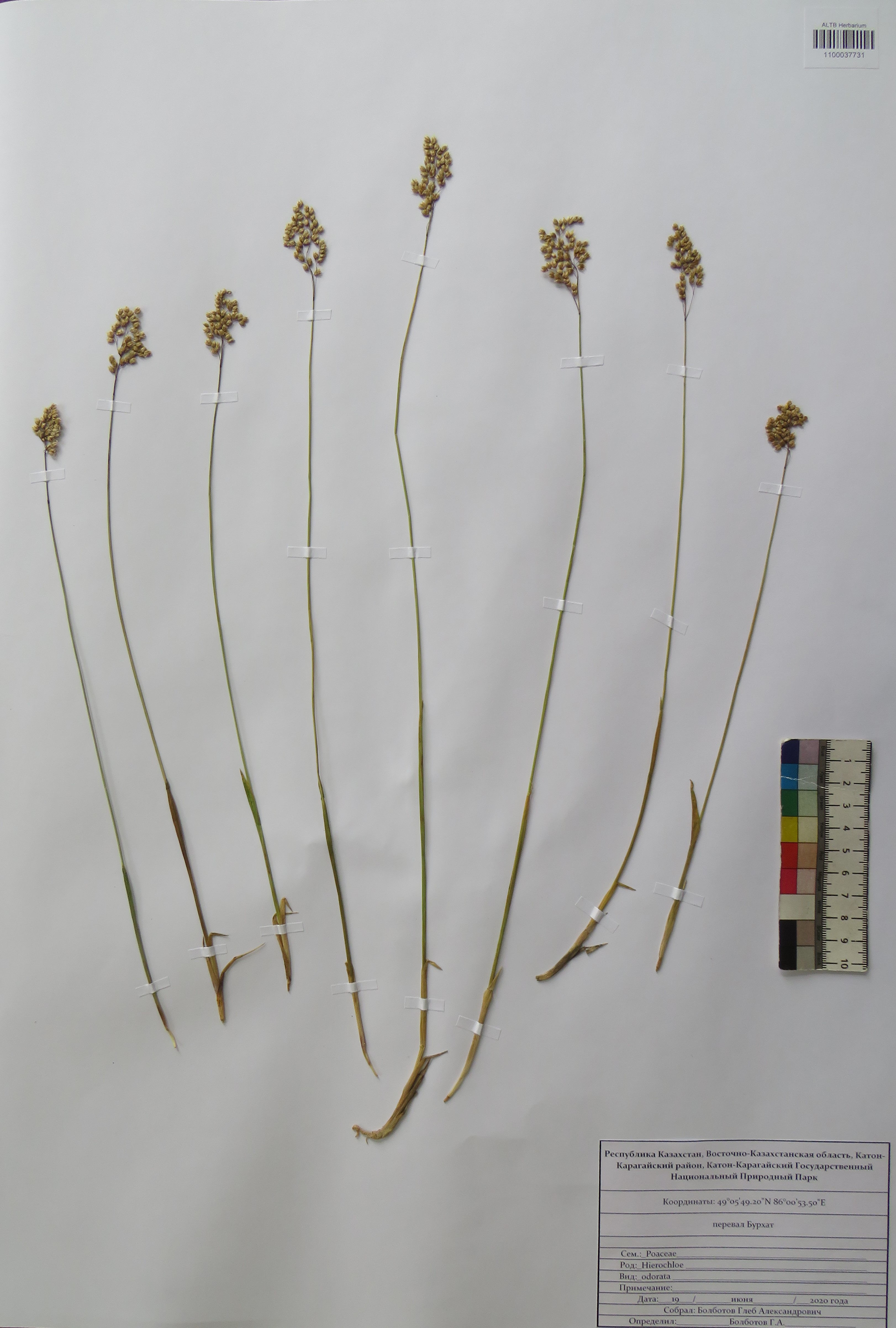 Hierochloë odorata (L.) P.Beauv.