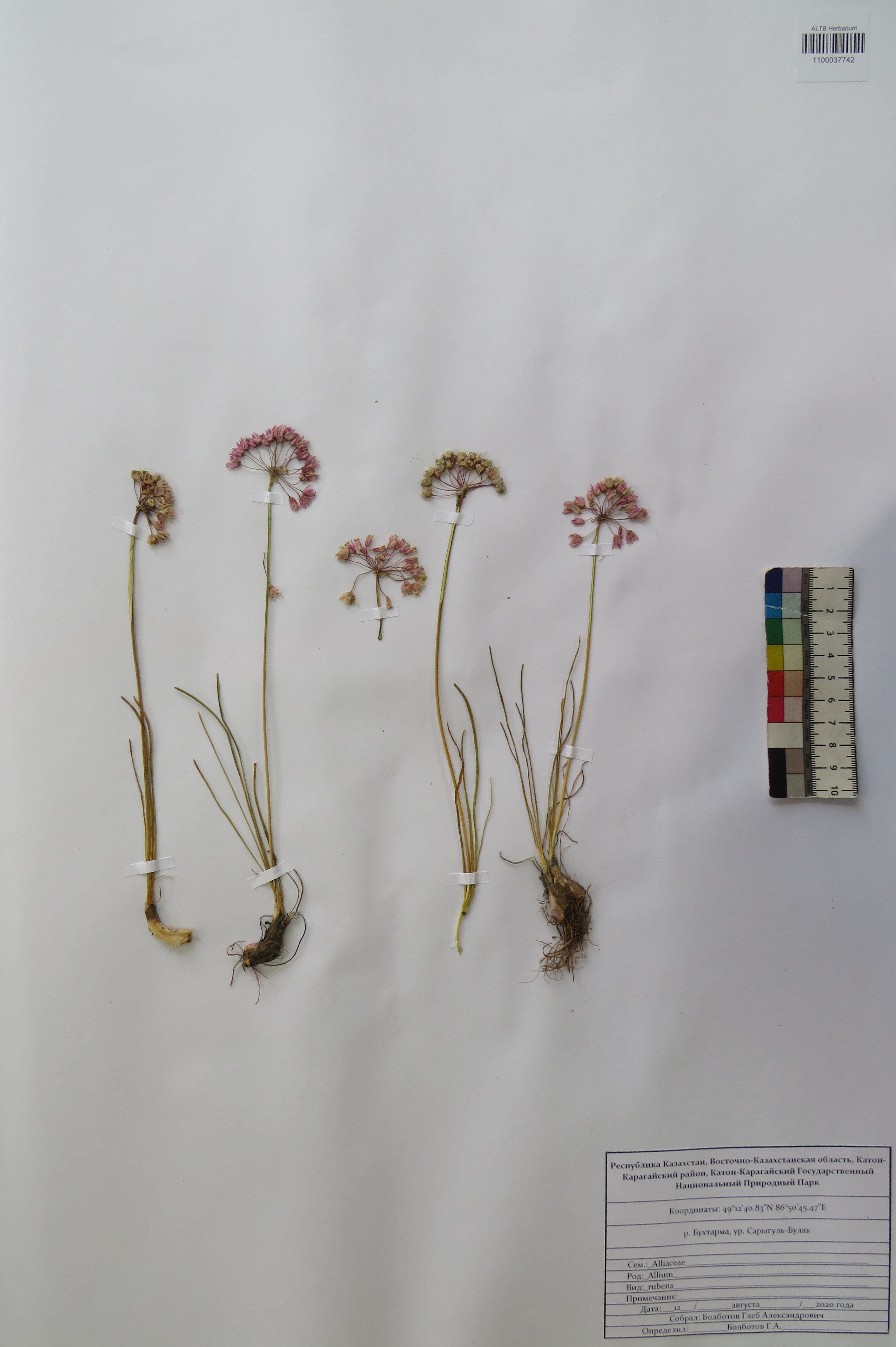 Allium rubens Schrad. ex Willd.