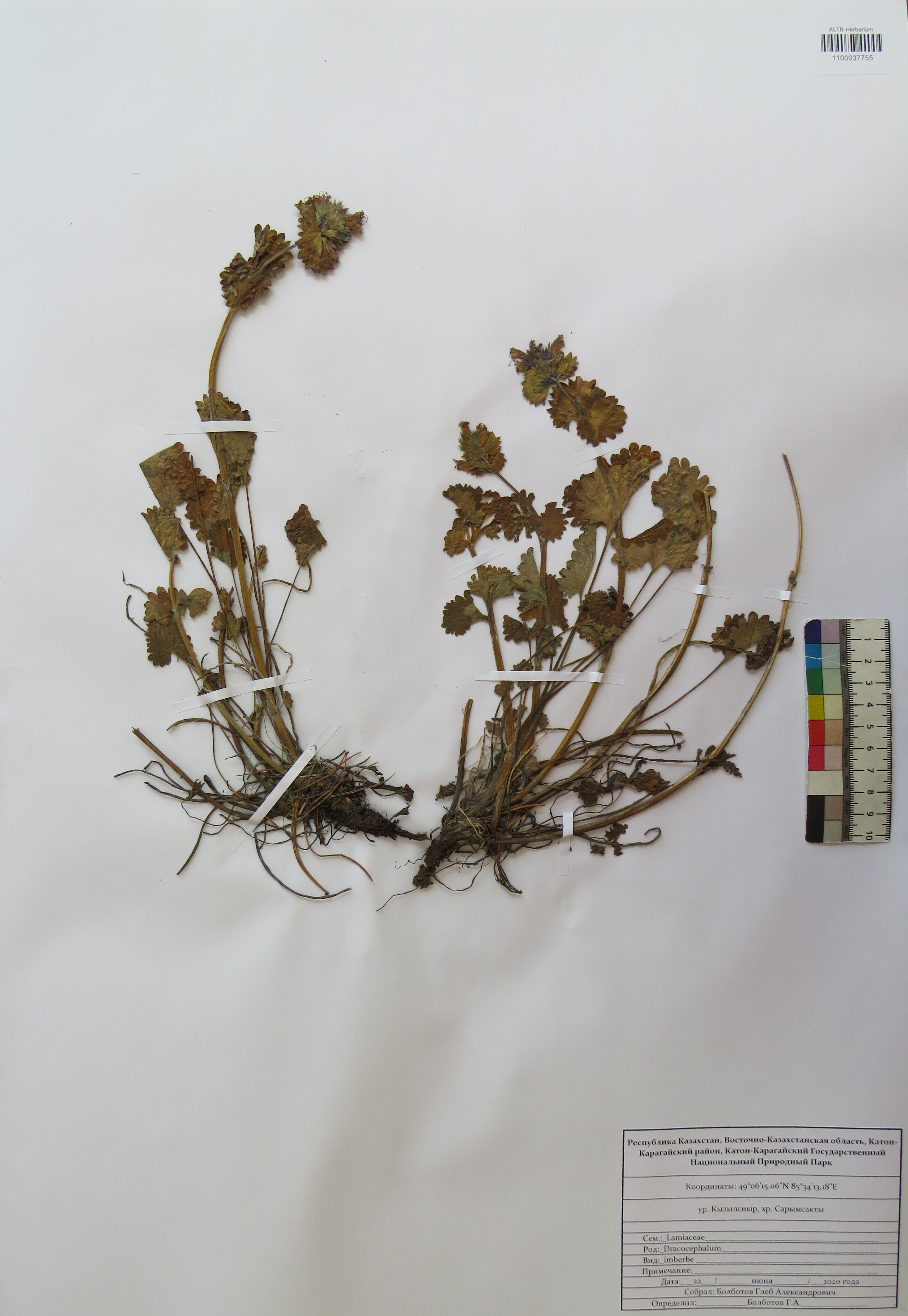 Dracocephalum imberbe Bunge