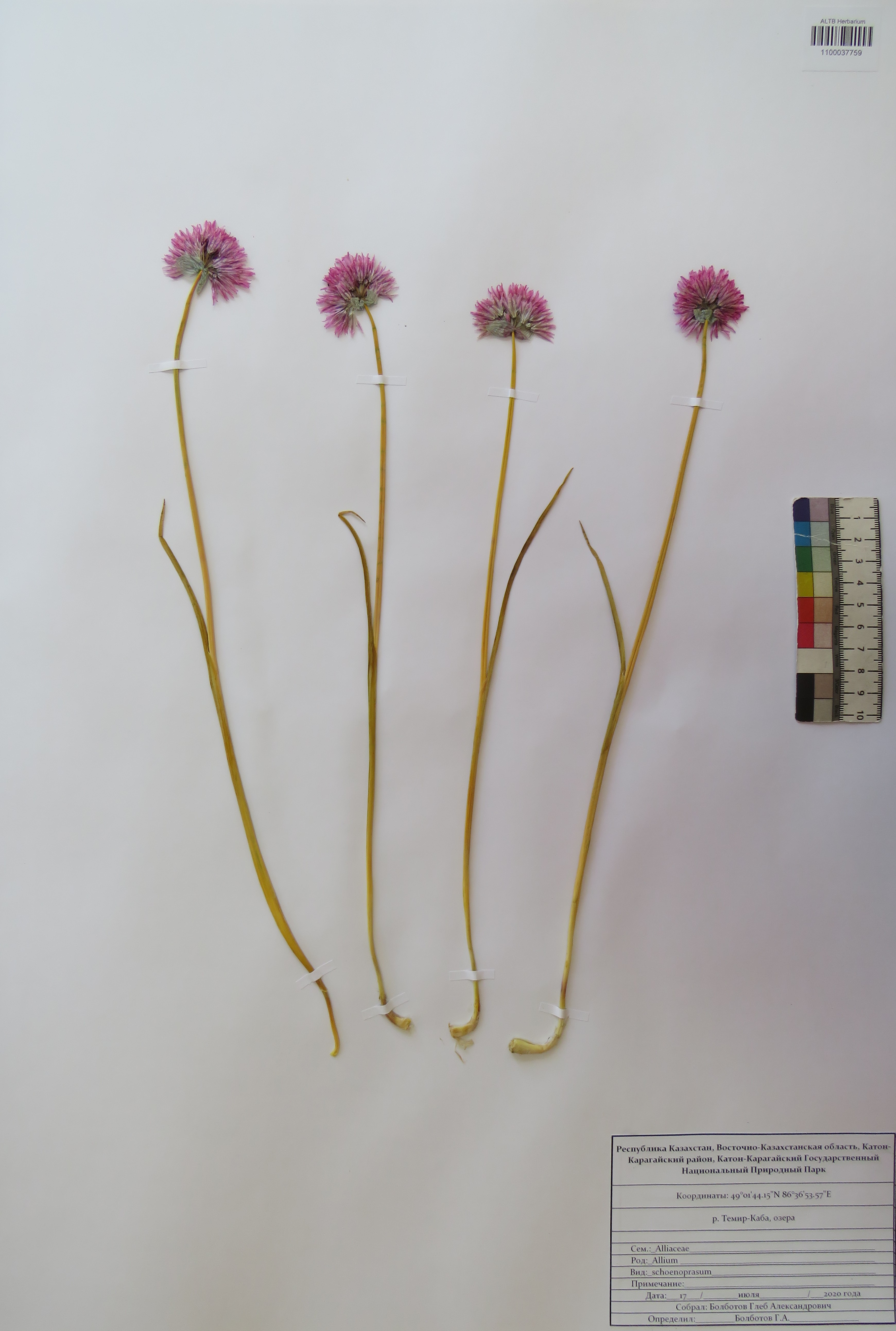 Allium schoenoprasum L.