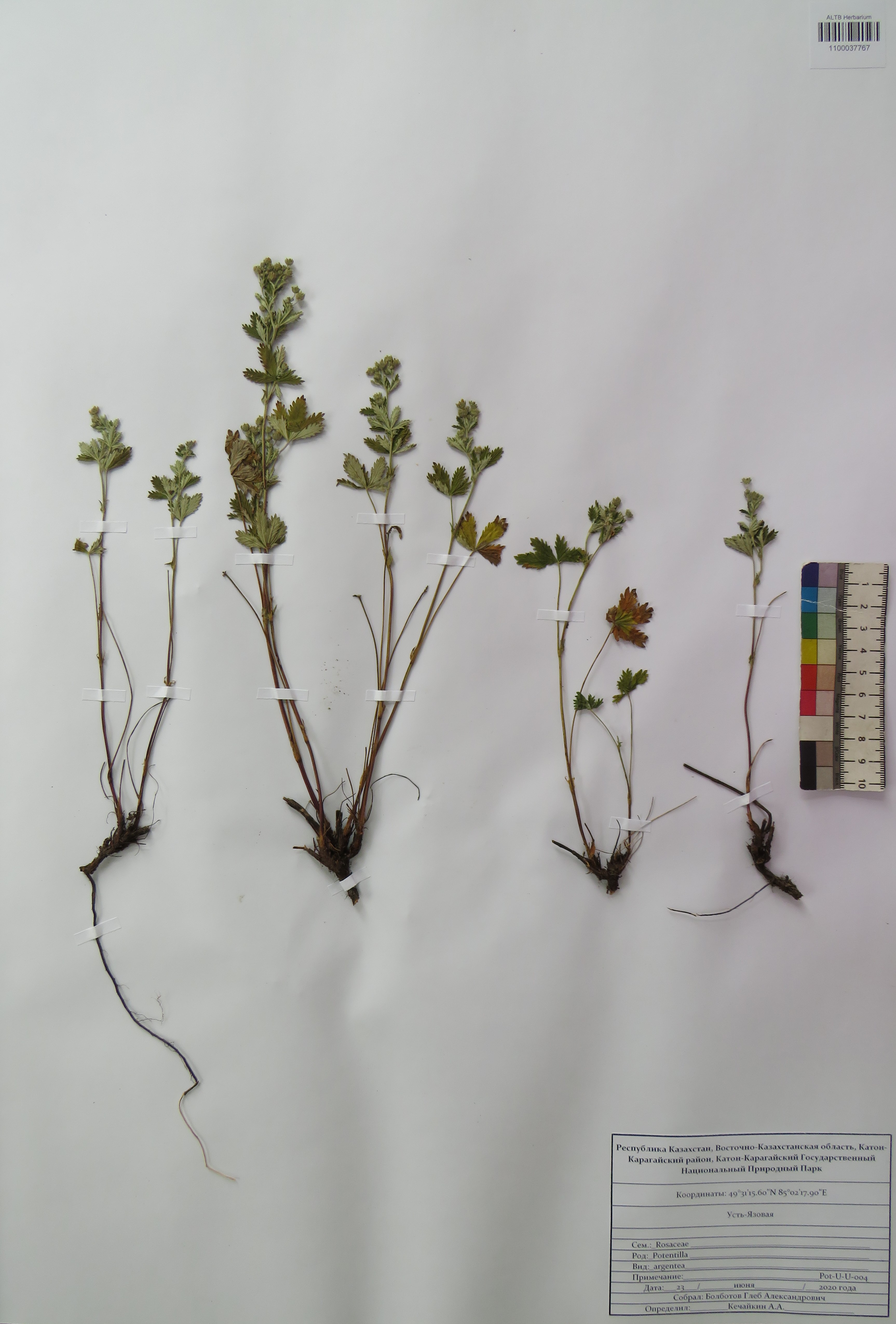 Potentilla argentea L.