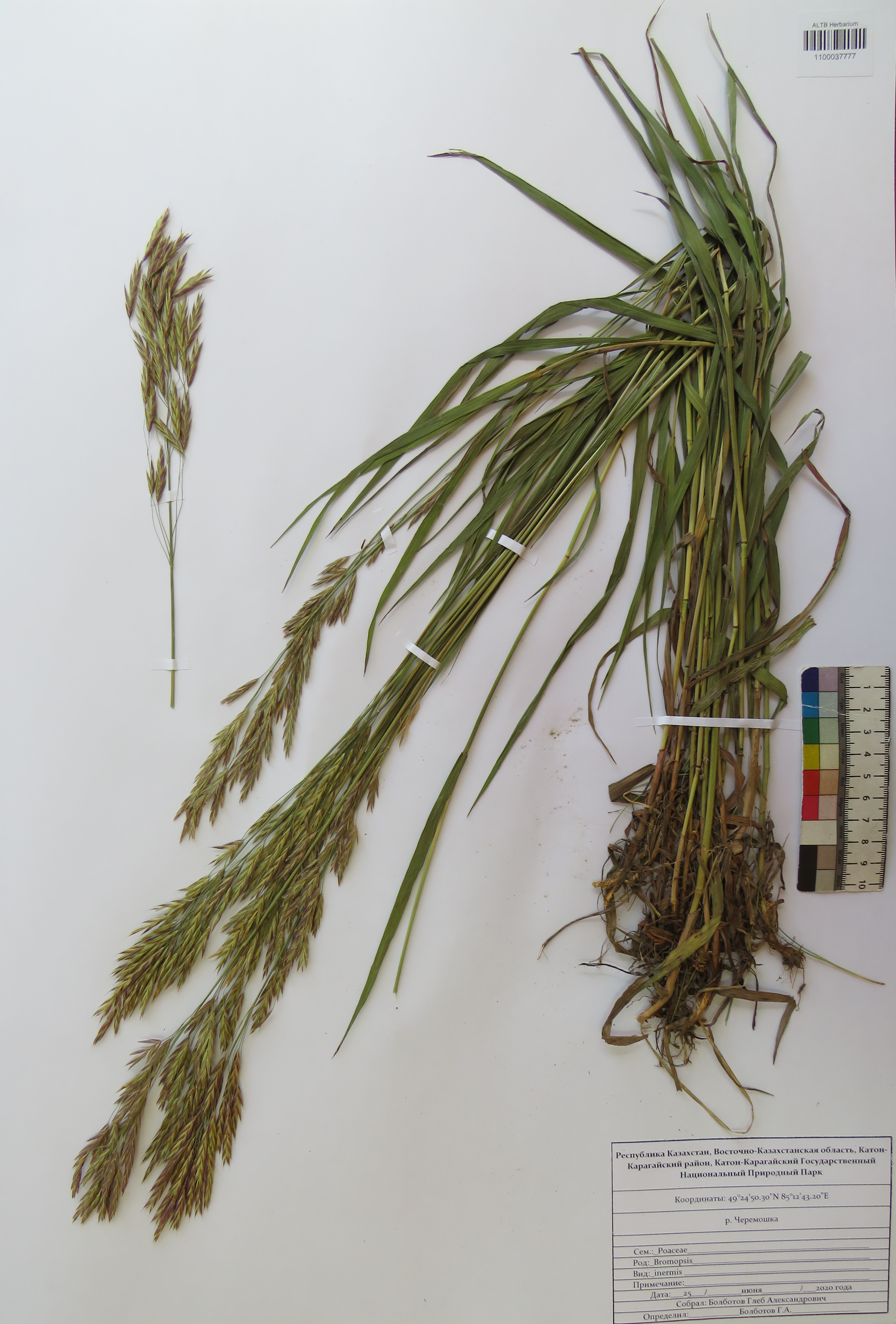 Bromopsis inermis (Leyss.) Holub