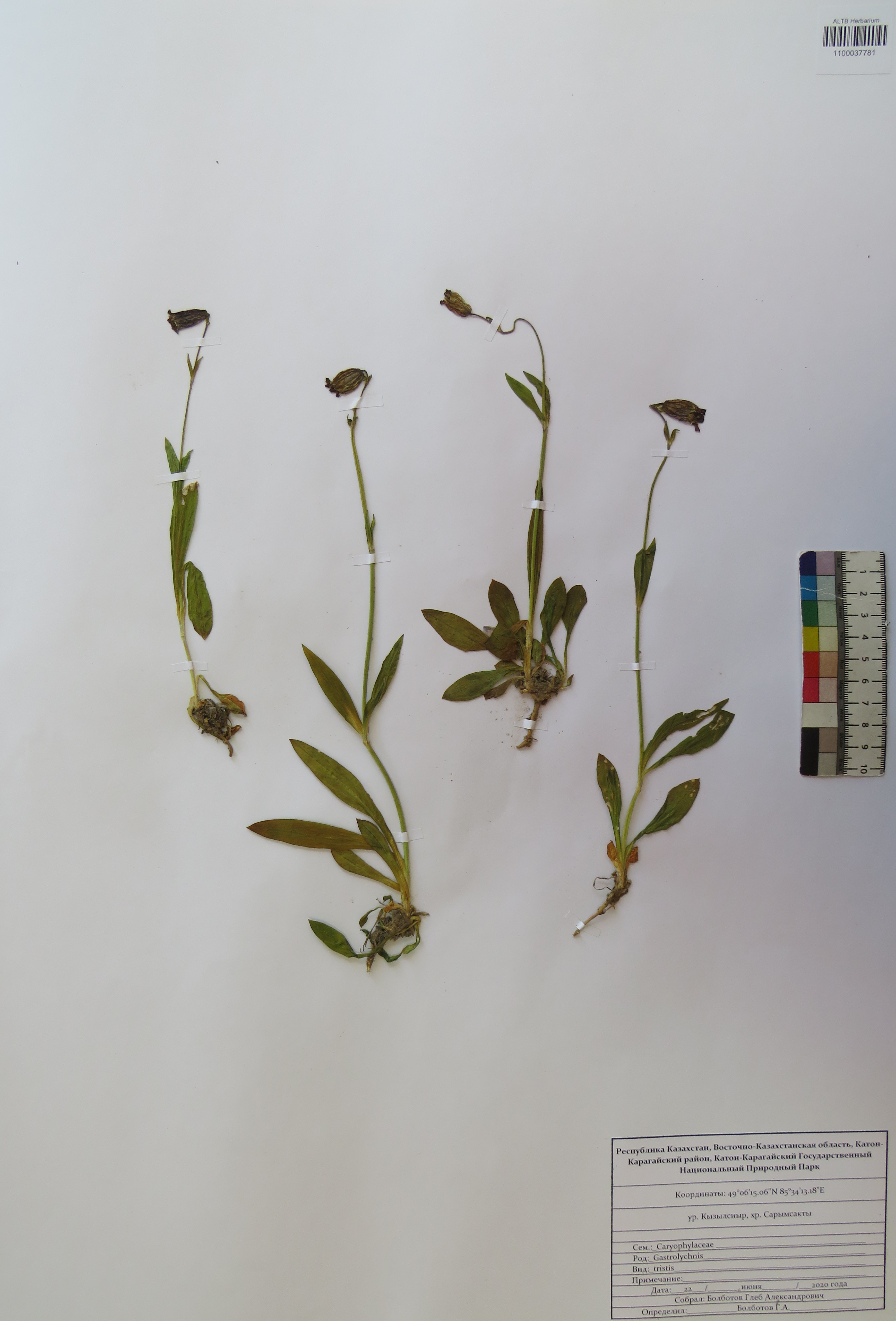 Gastrolychnis tristis (Bunge) Czerep.